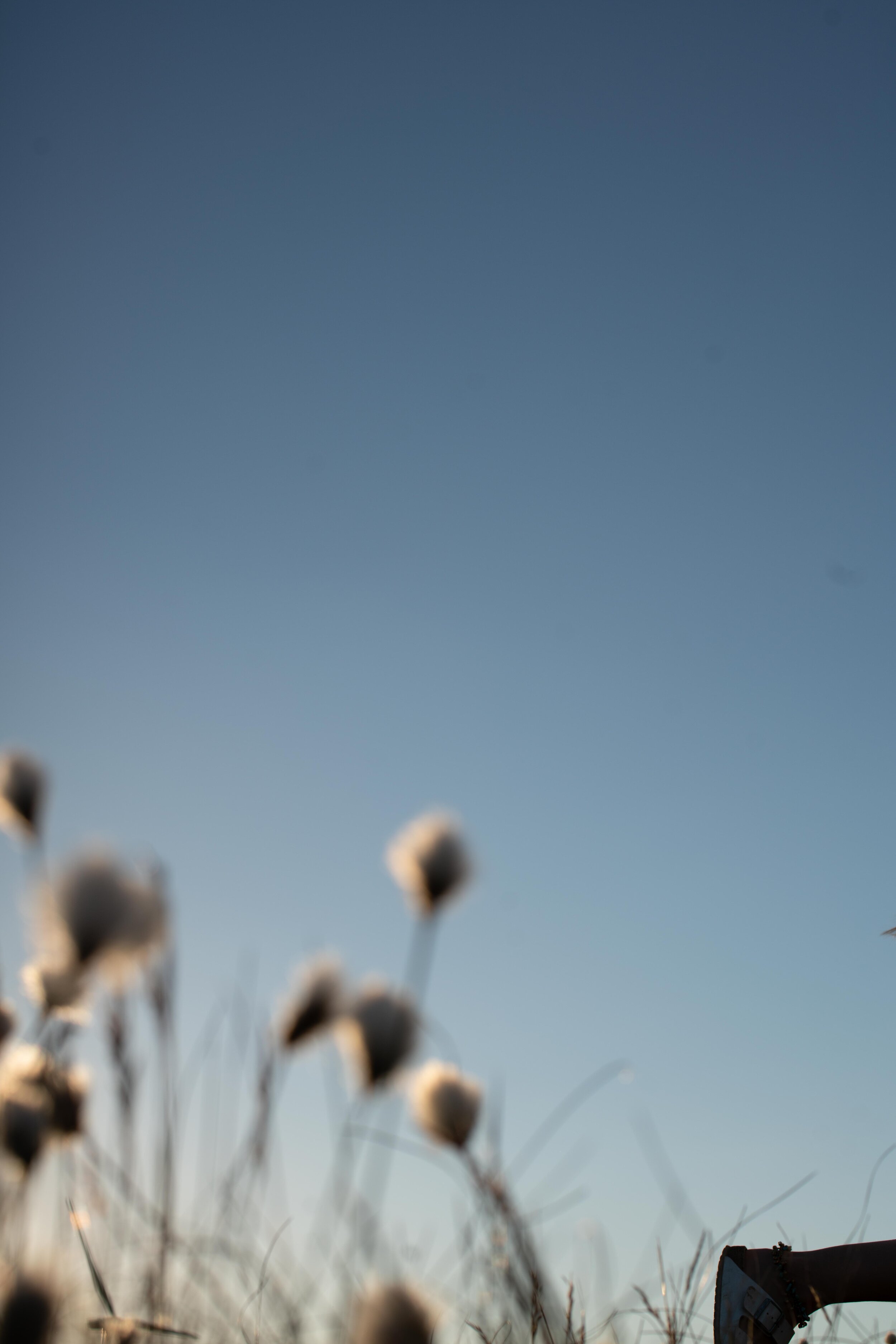 DSC00914.jpg