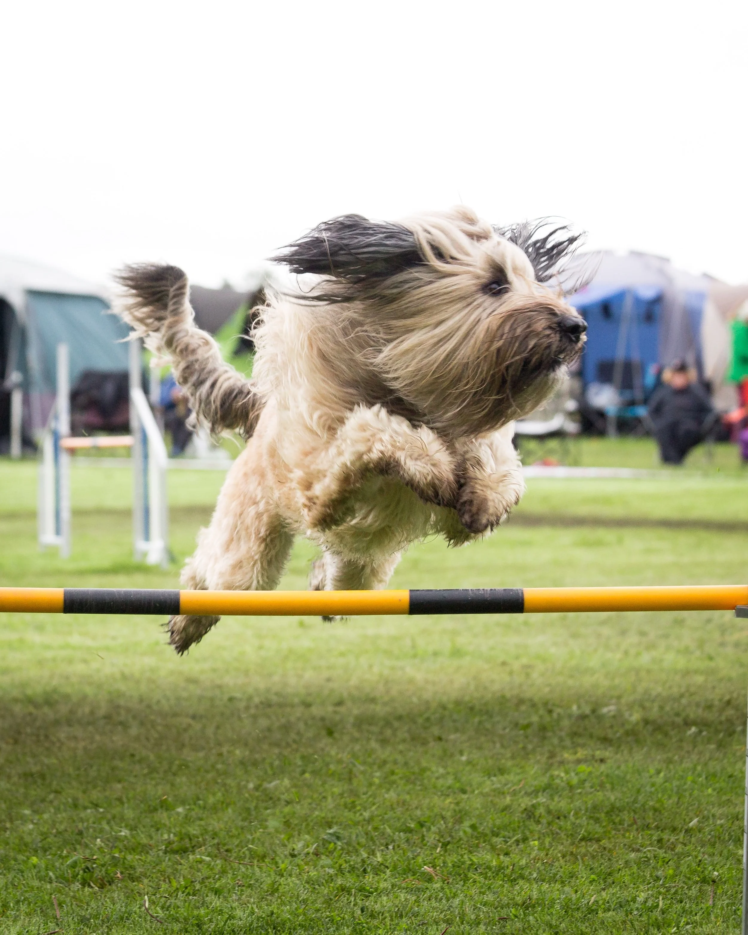 Agile Leaders, Thriving Talent