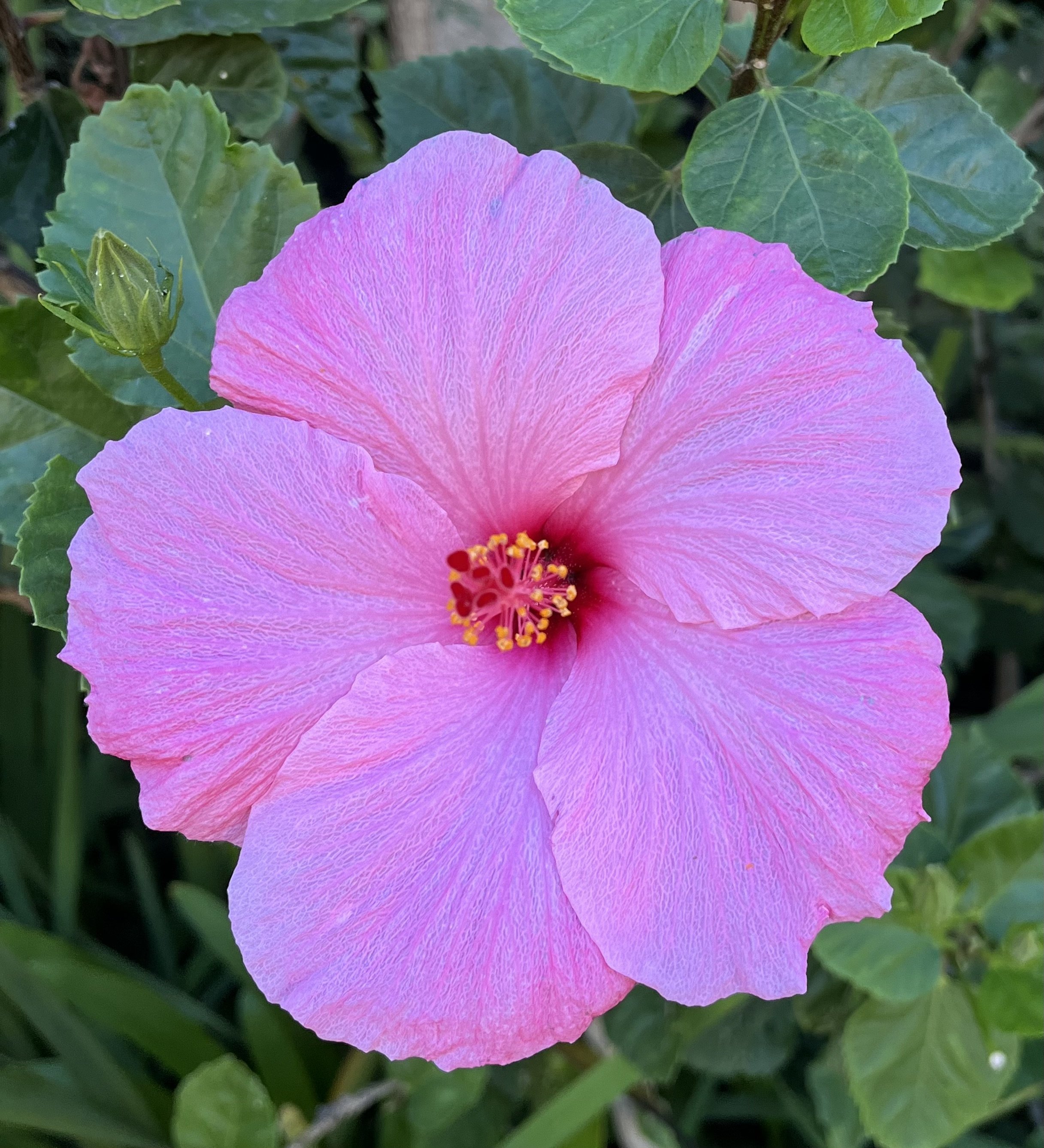 "You must learn to be still in the midst of activity and to be vibrantly alive in repose." ~ Indira Gandhi