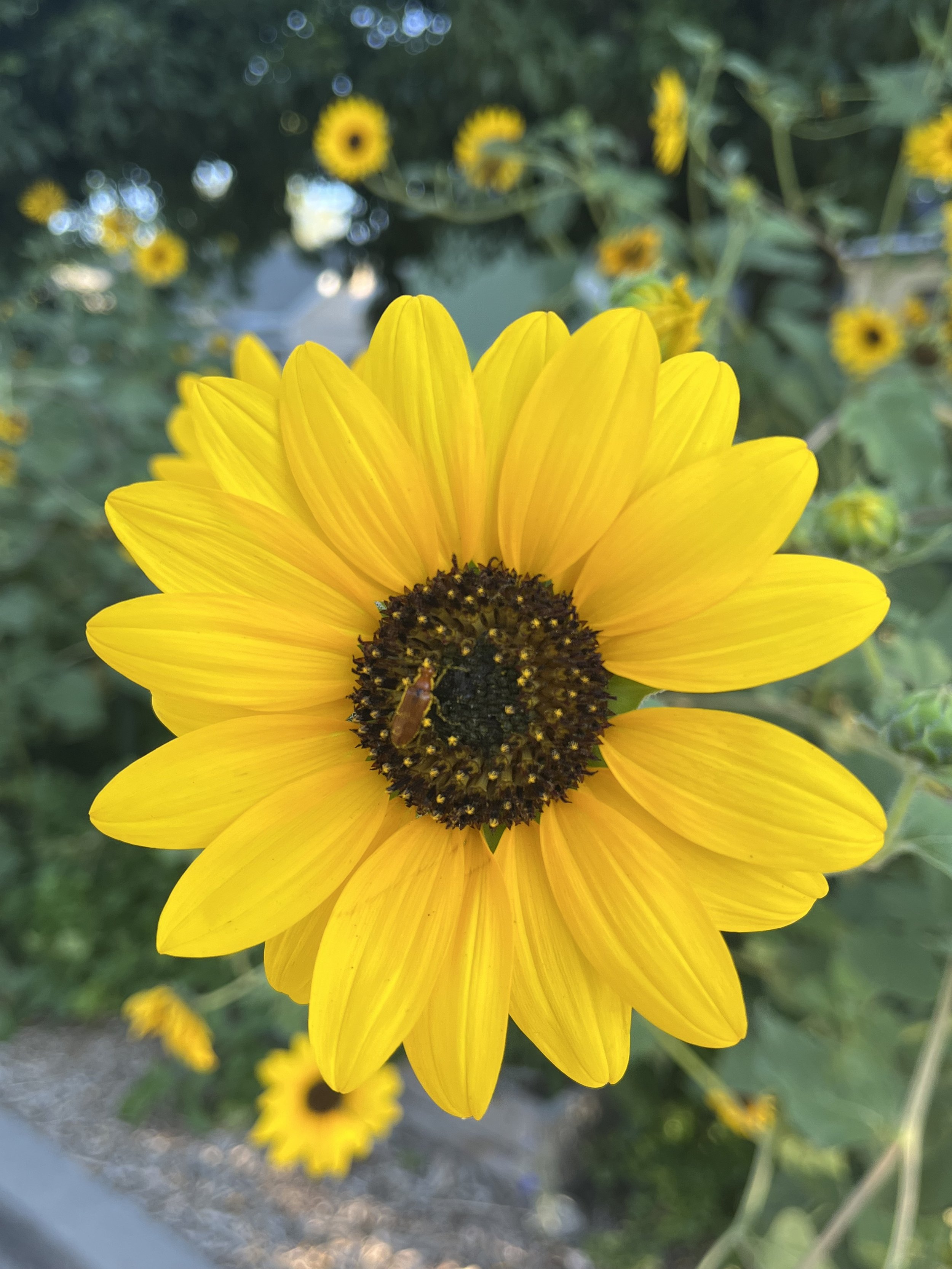 “Attention is the rarest and purest form of generosity.” ~ Simone Weil