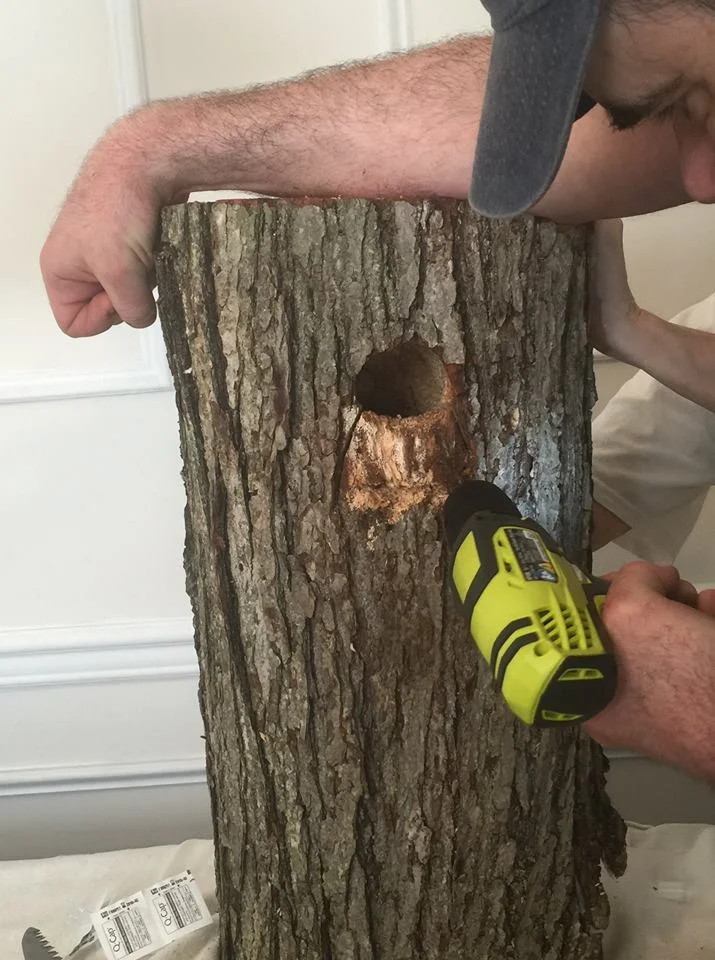 baby birds in tree.jpg