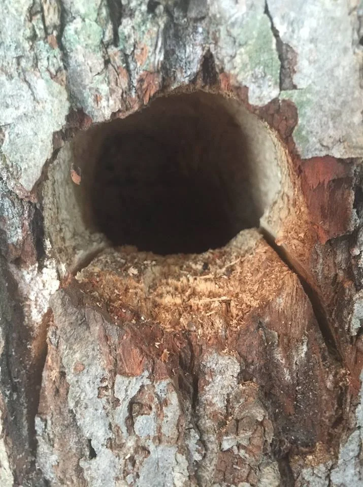 baby bird rescue.jpg