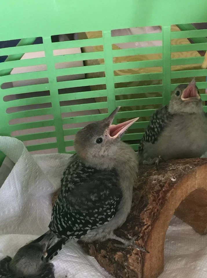 baby woodpeckers.jpg