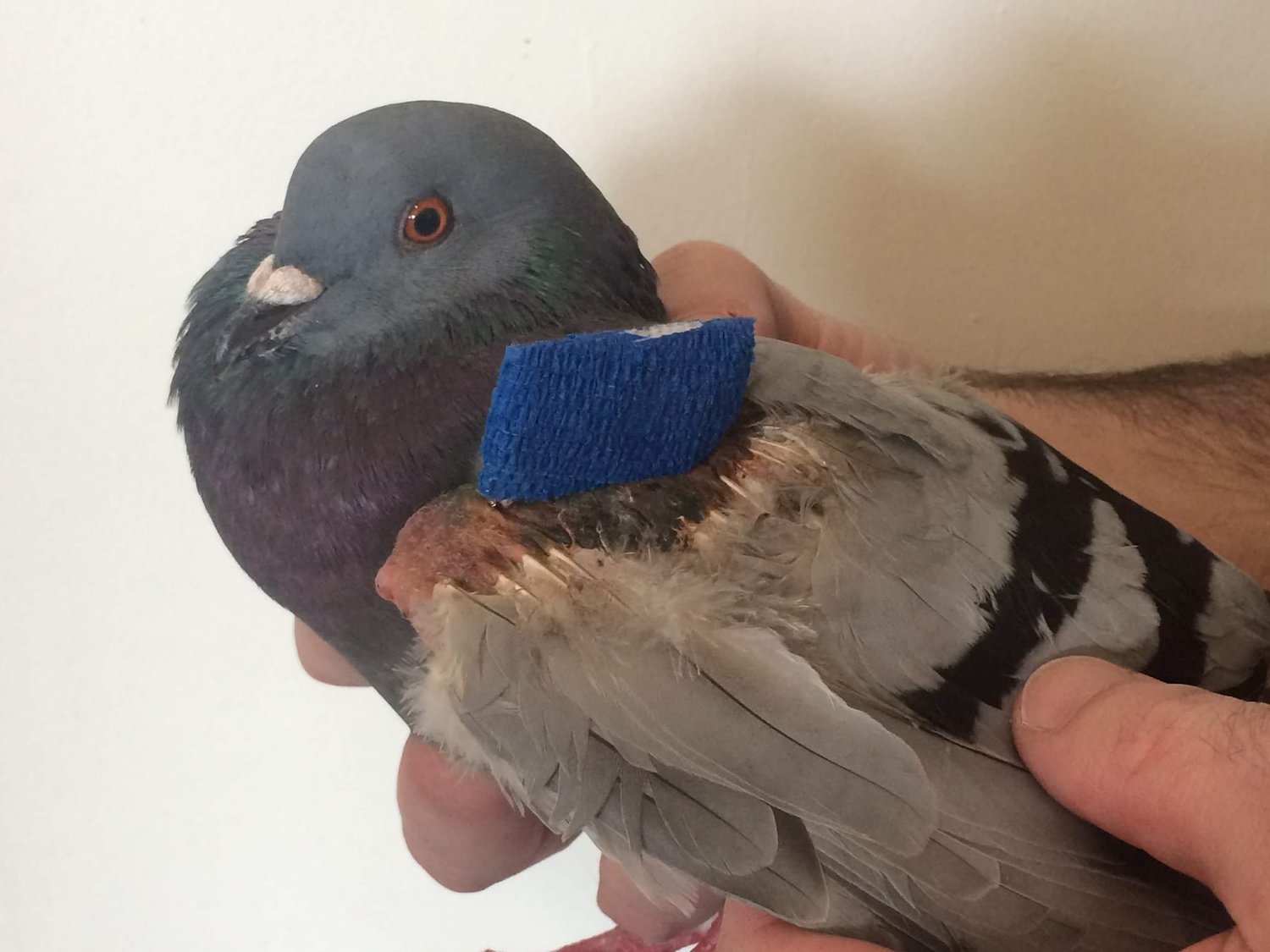 This pigeon had surgery to fix a broken wing. The blue object is an external wing fixator that was removed after a few weeks.