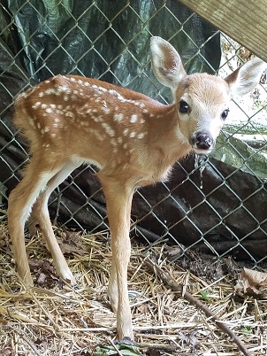 Baby Deer — Philadelphia Metro Wildlife Center