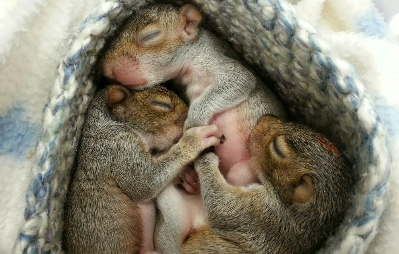 Now Showing: Baby Squirrels