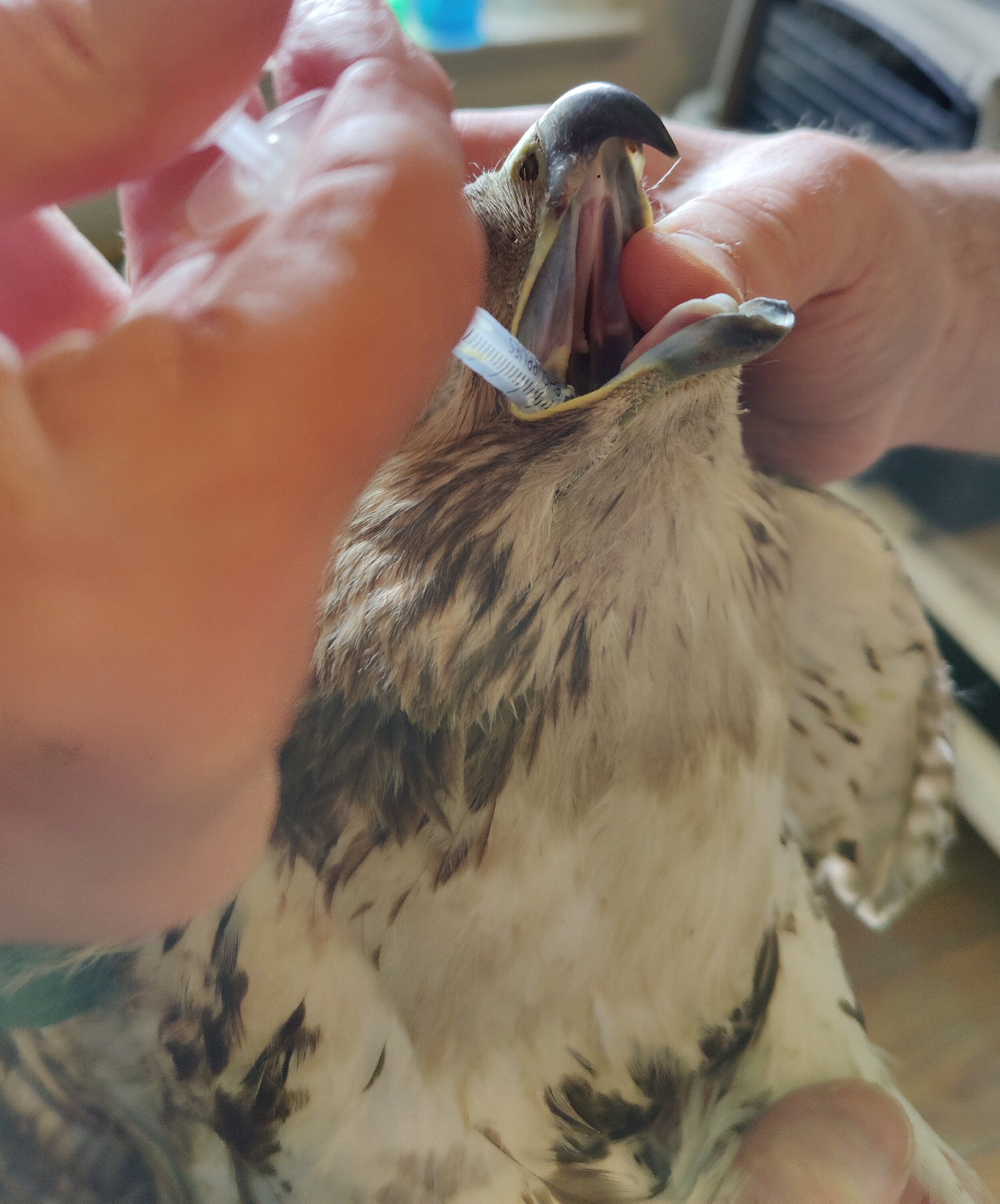 Red-tailed Hawk