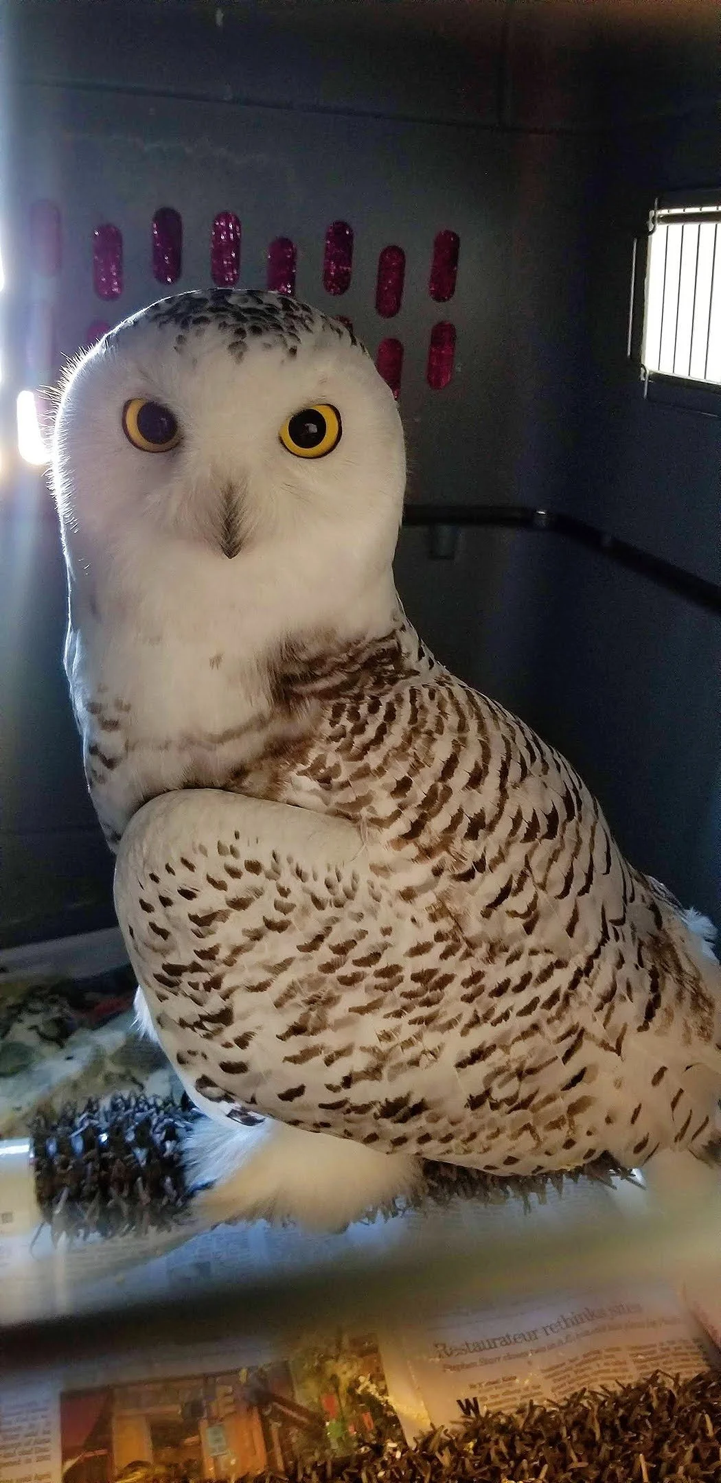 Snowy Owl