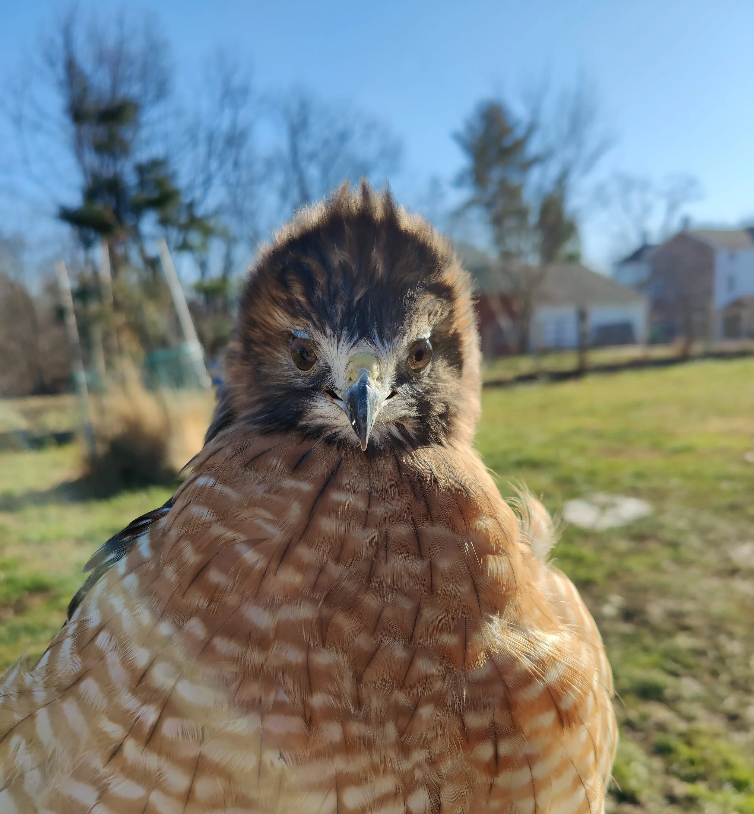 Red-shouldered Hawk Emergency - exigencies of spring