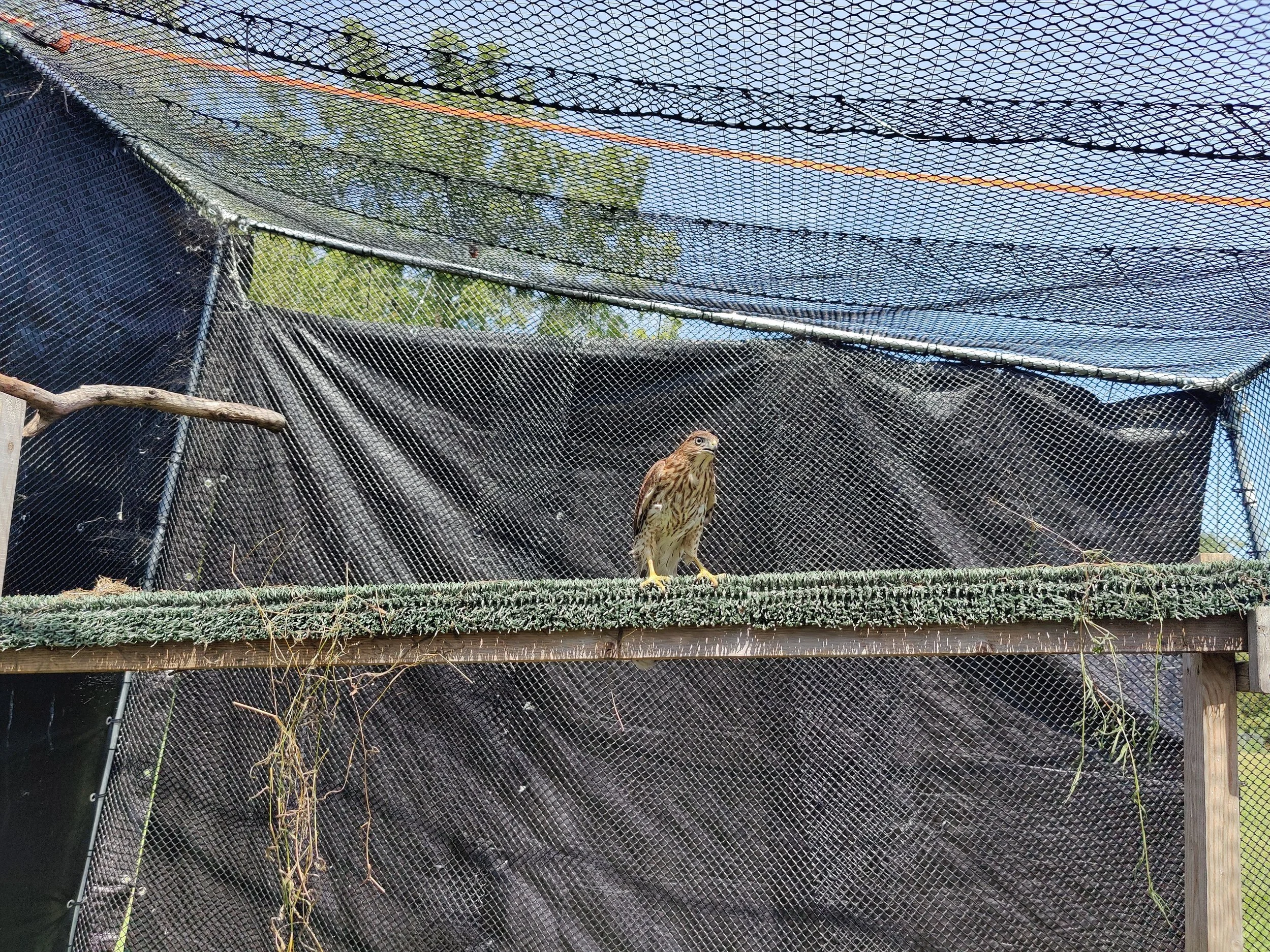Cooper's Hawk with coracoid fracture
