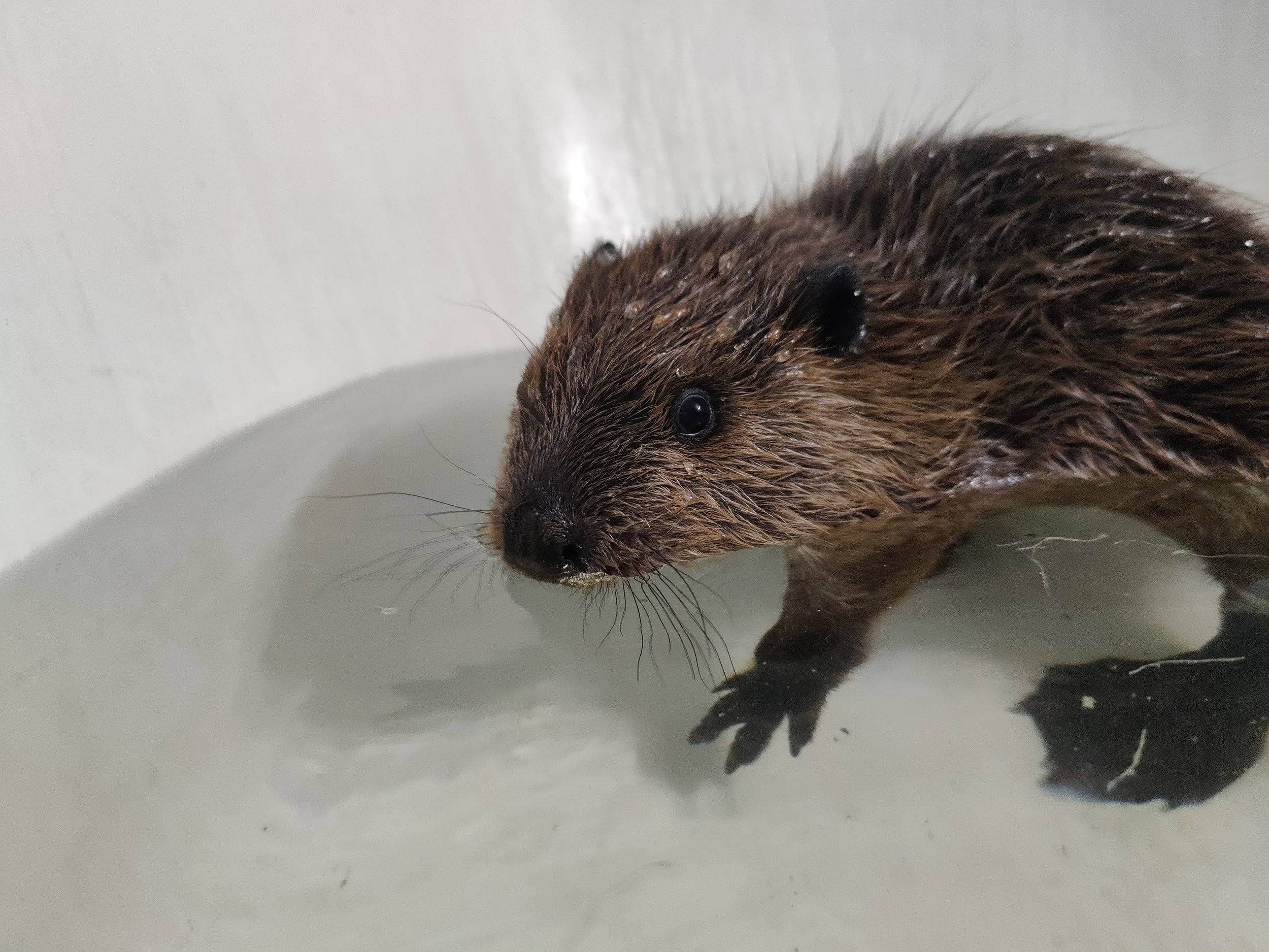 Juvenile beaver_4