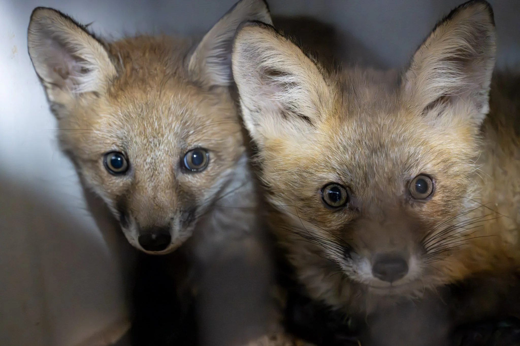 [Fox] Love is in the air