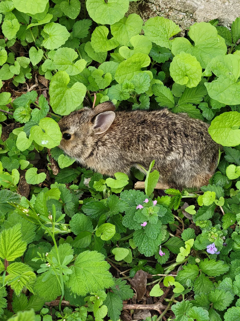 Baby Rabbit Broken leg — Philadelphia Metro Wildlife Center