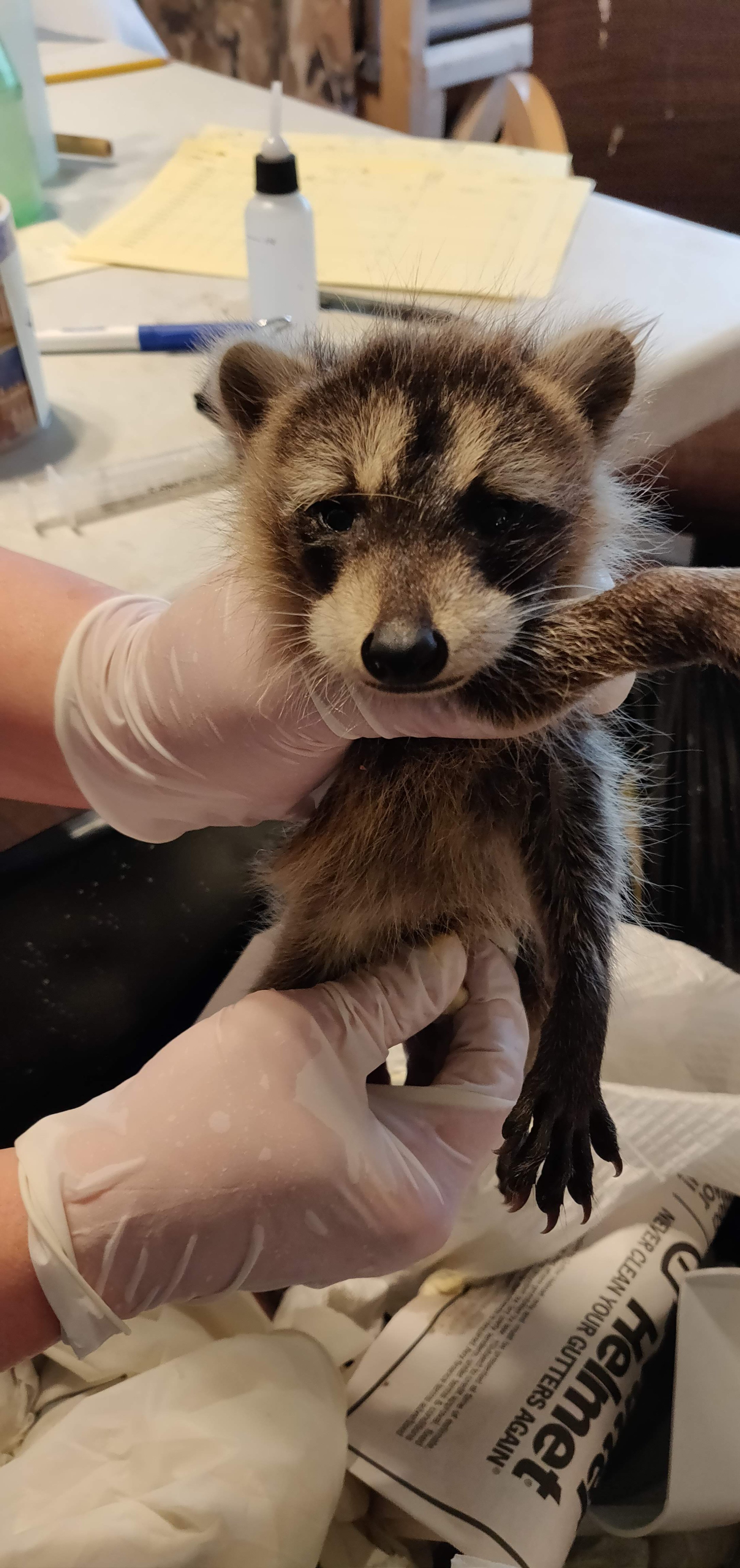 I found a baby raccoon or fox — Philadelphia Metro Wildlife Center