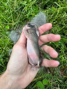 Mom isn't coming back (rabbit edition) — Philadelphia Metro Wildlife Center