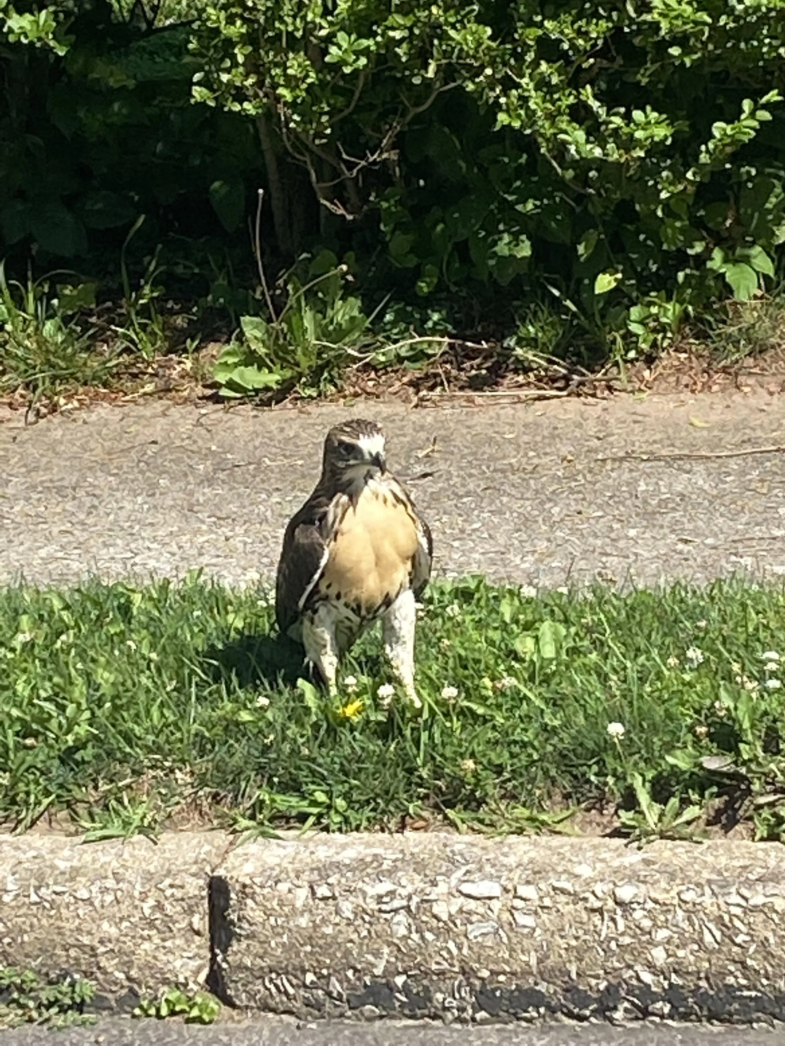 I found a hawk/raptor - is it a fledgling? — Philadelphia Metro ...