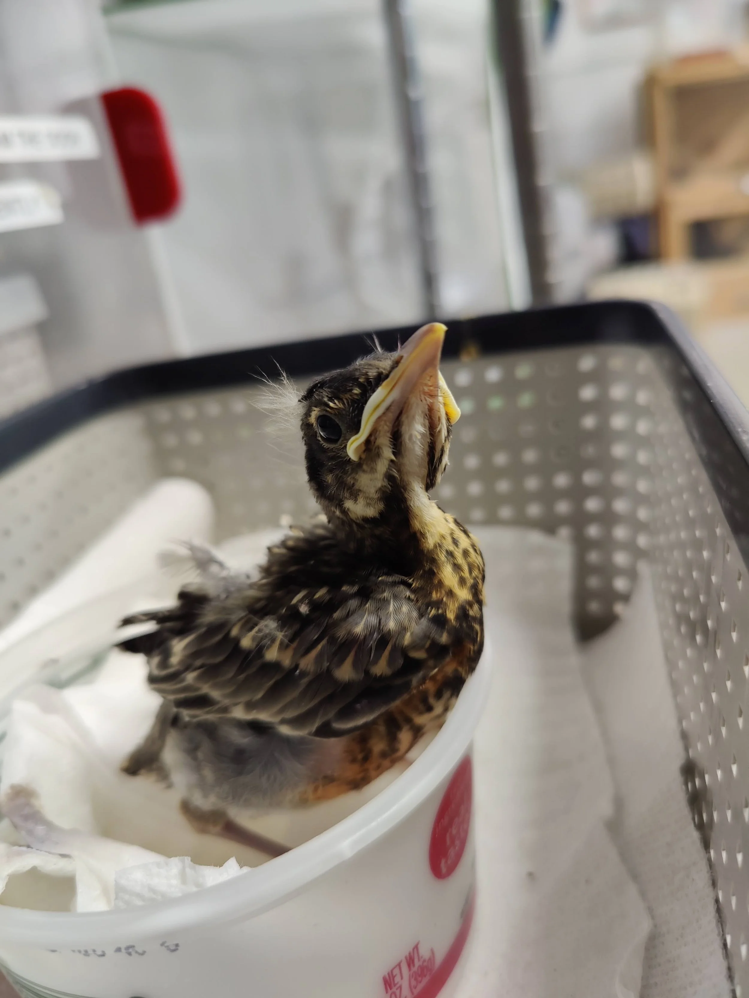 Injured robin — Philadelphia Metro Wildlife Center