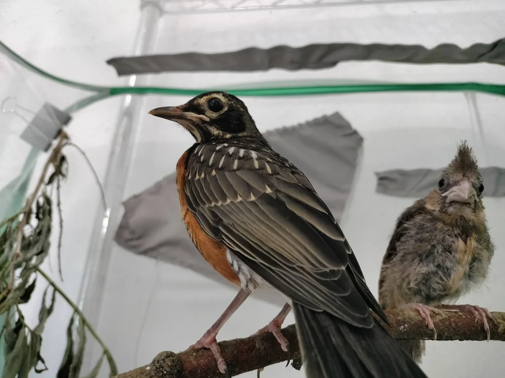 Two young birds perched on a branch inside a wildlife rehabilitation enclosure.