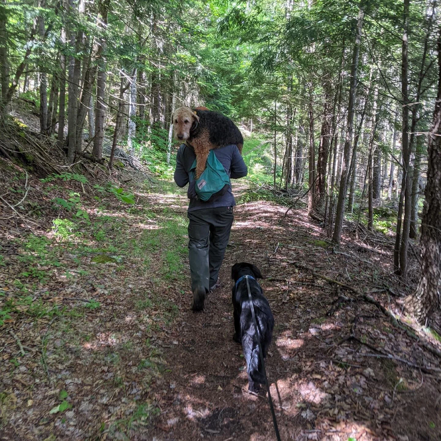 Got to practice my fireman carry out of raquette falls yesterday. Lila decided she had had enough. Good conditioning for the guideboat!