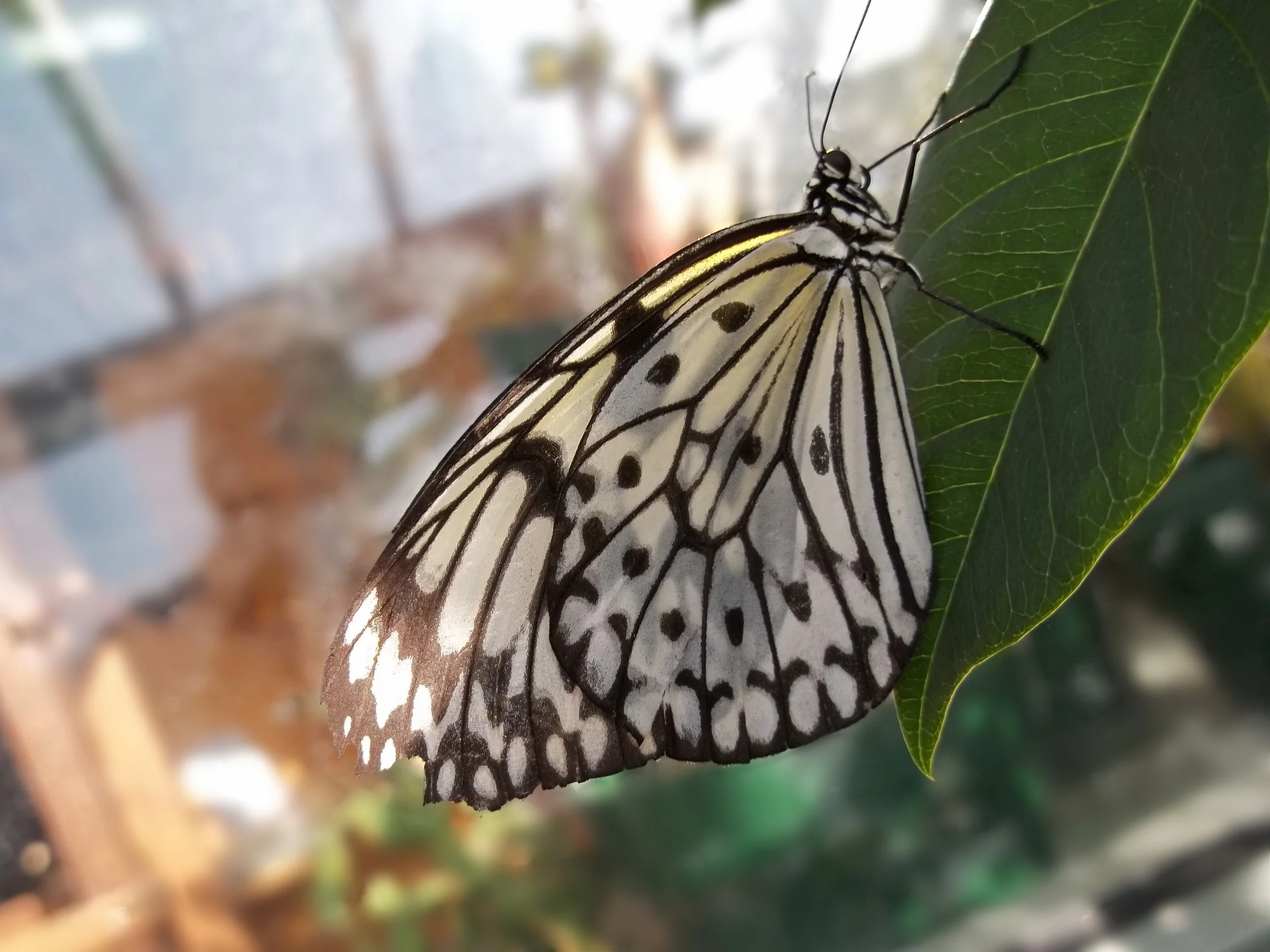 Butterfly At Dusk