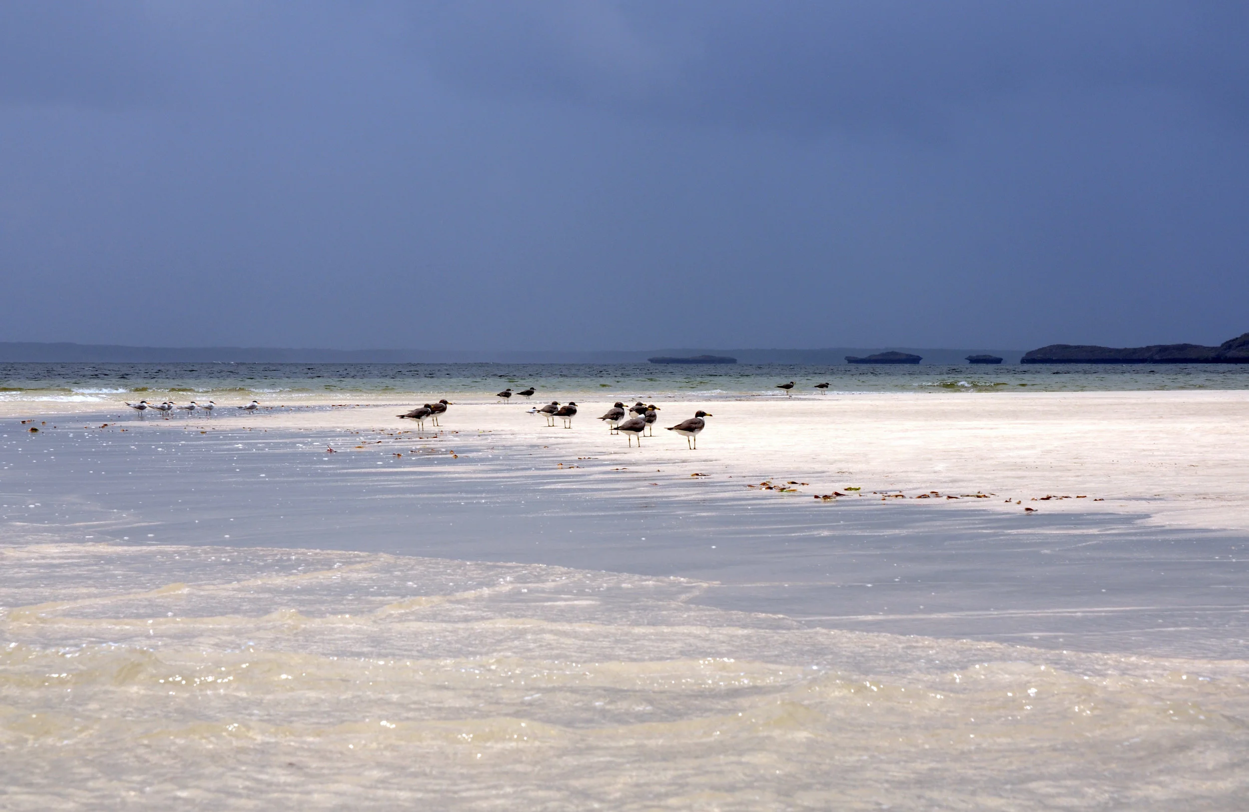 Birds Kui DSC_4951.JPG