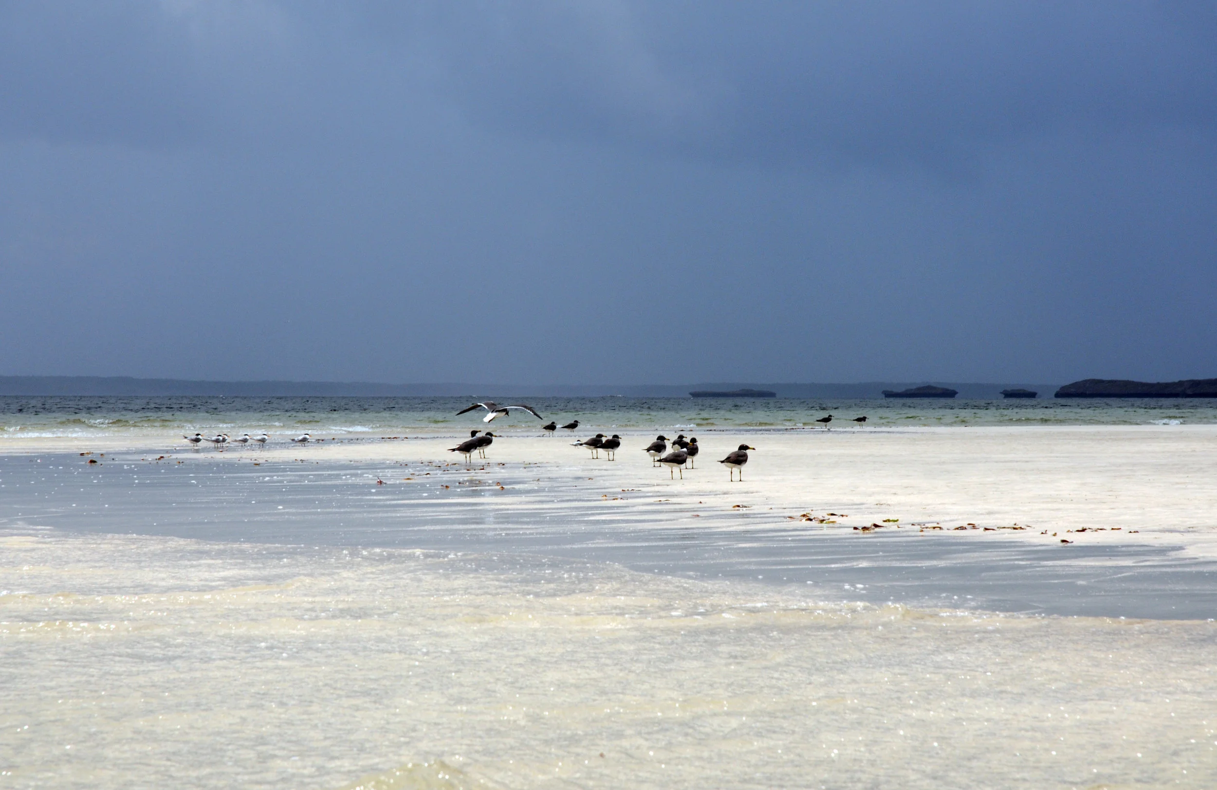 Birds Kui DSC_4952.JPG