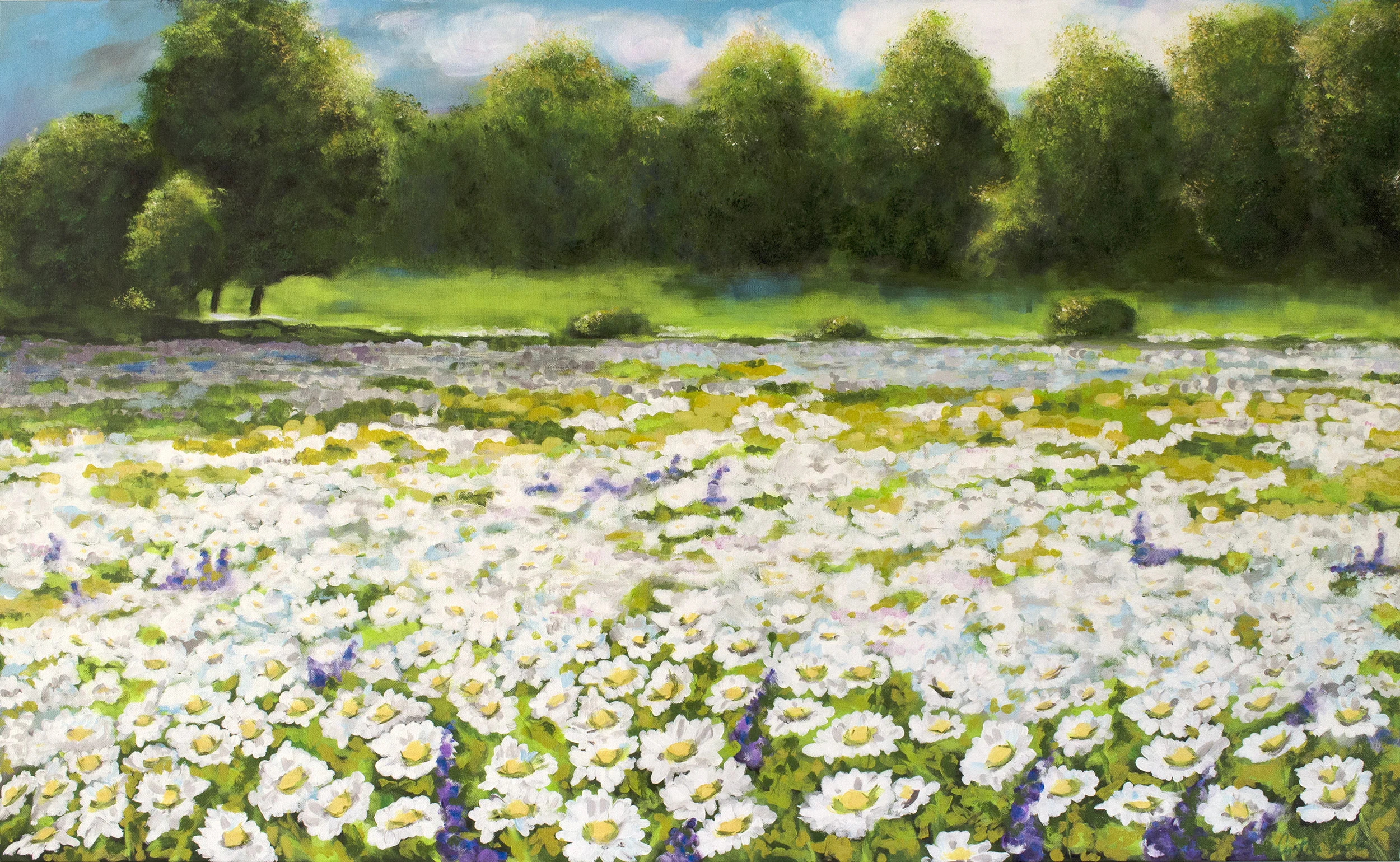 Field of Daisies