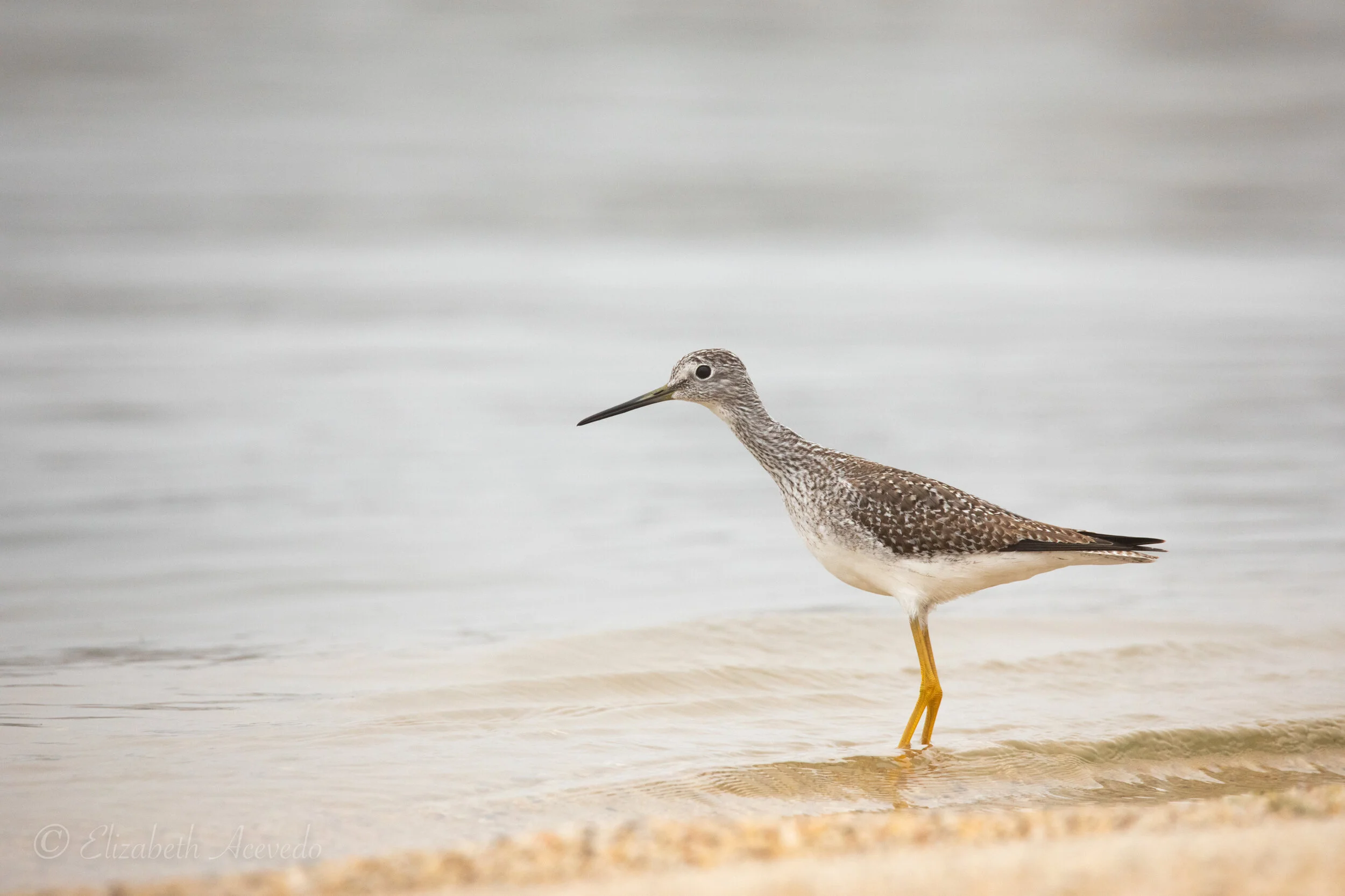 Tamron 150600mm G2 vs Canon 100400mm L II Lens for bird photography