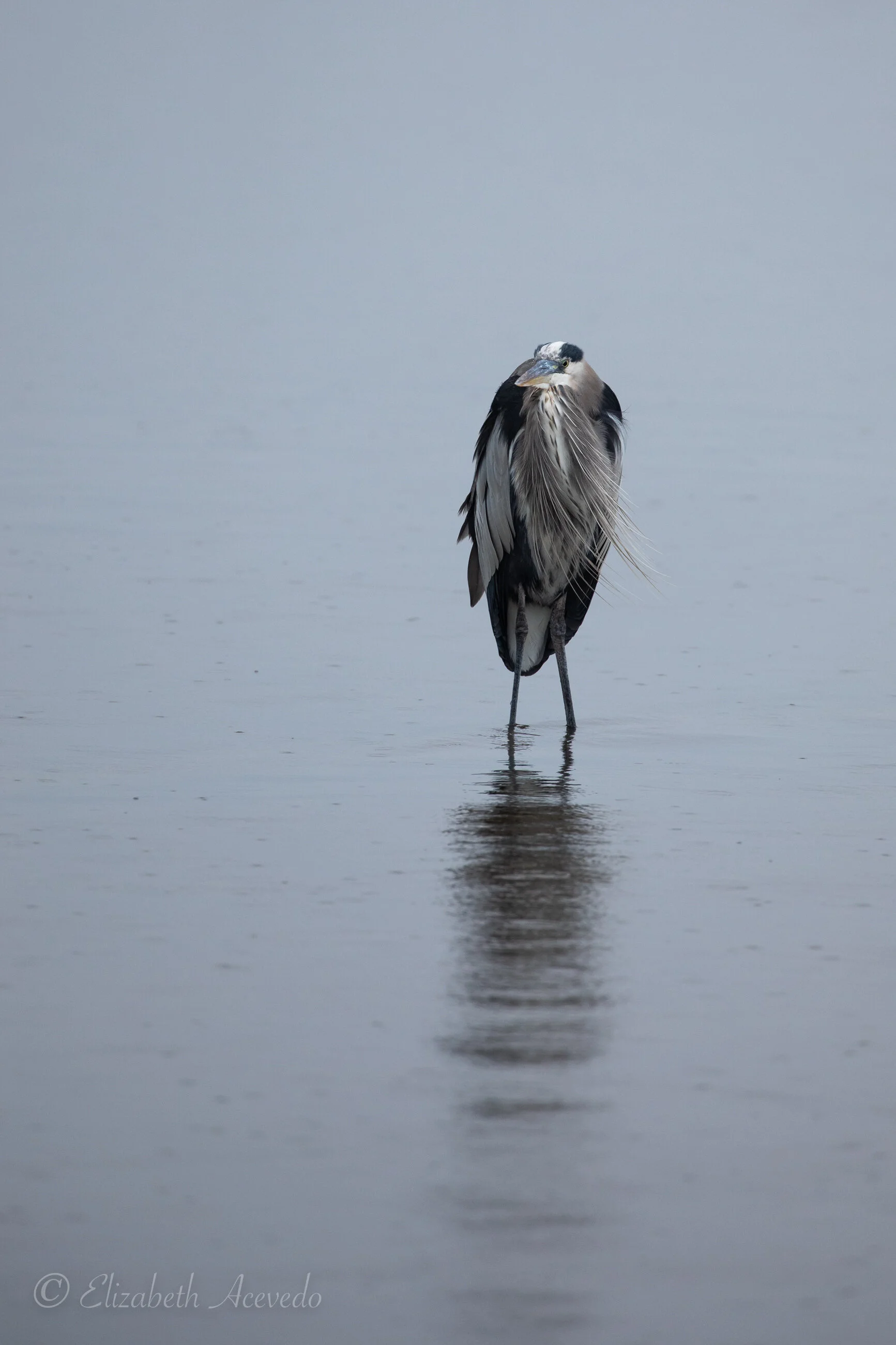 Tamron 150600mm G2 vs Canon 100400mm L II Lens for bird photography