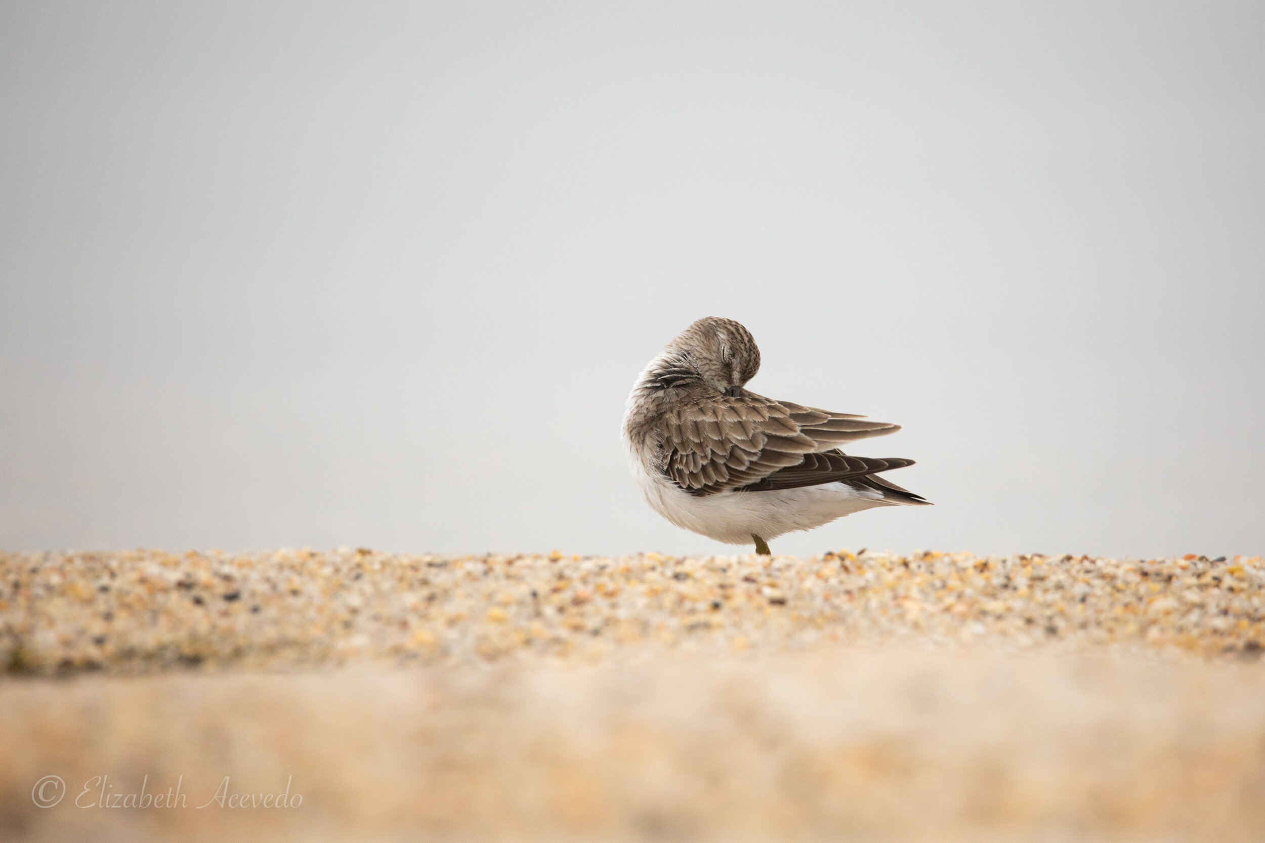 Tamron 150600mm G2 Vs Canon 100400mm L II Lens For Bird, 59 OFF
