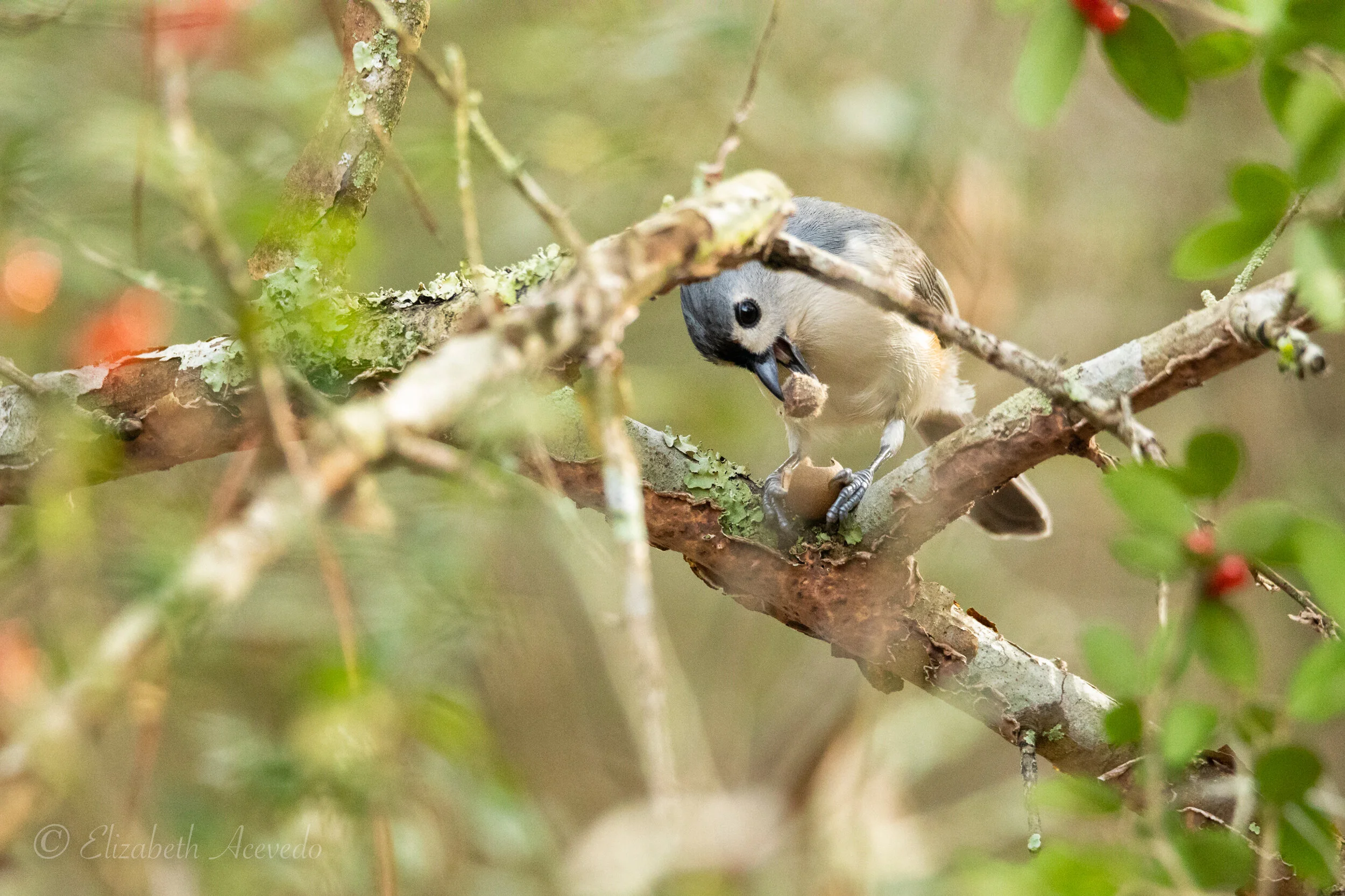Tamron 150600mm G2 Vs Canon 100400mm L II Lens For Bird, 59 OFF