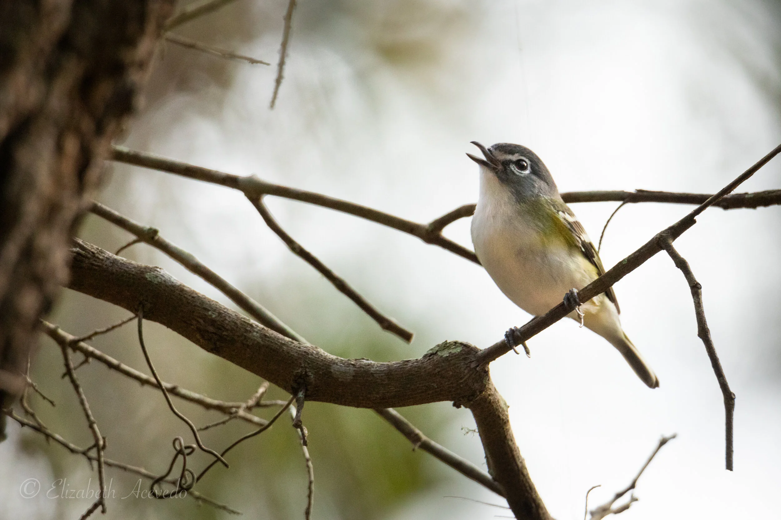 Tamron 150600mm G2 vs Canon 100400mm L II Lens for bird photography