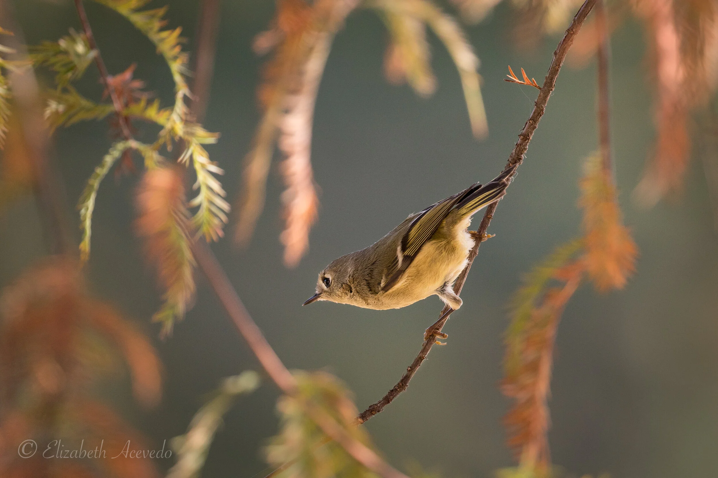 Tamron 150600mm G2 Vs Canon 100400mm L II Lens For Bird, 59 OFF