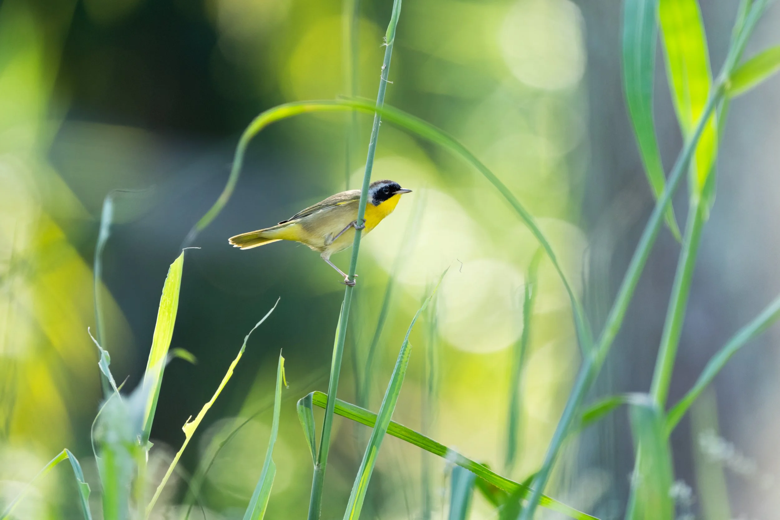 Common_yellowthroat_Fontainebleau_361-print-LR.jpg