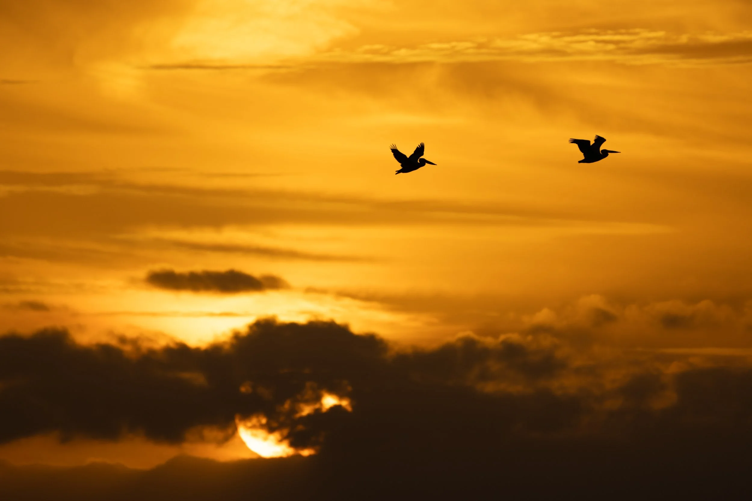 Two_pelicans_silhouette_272-print-LR.jpg