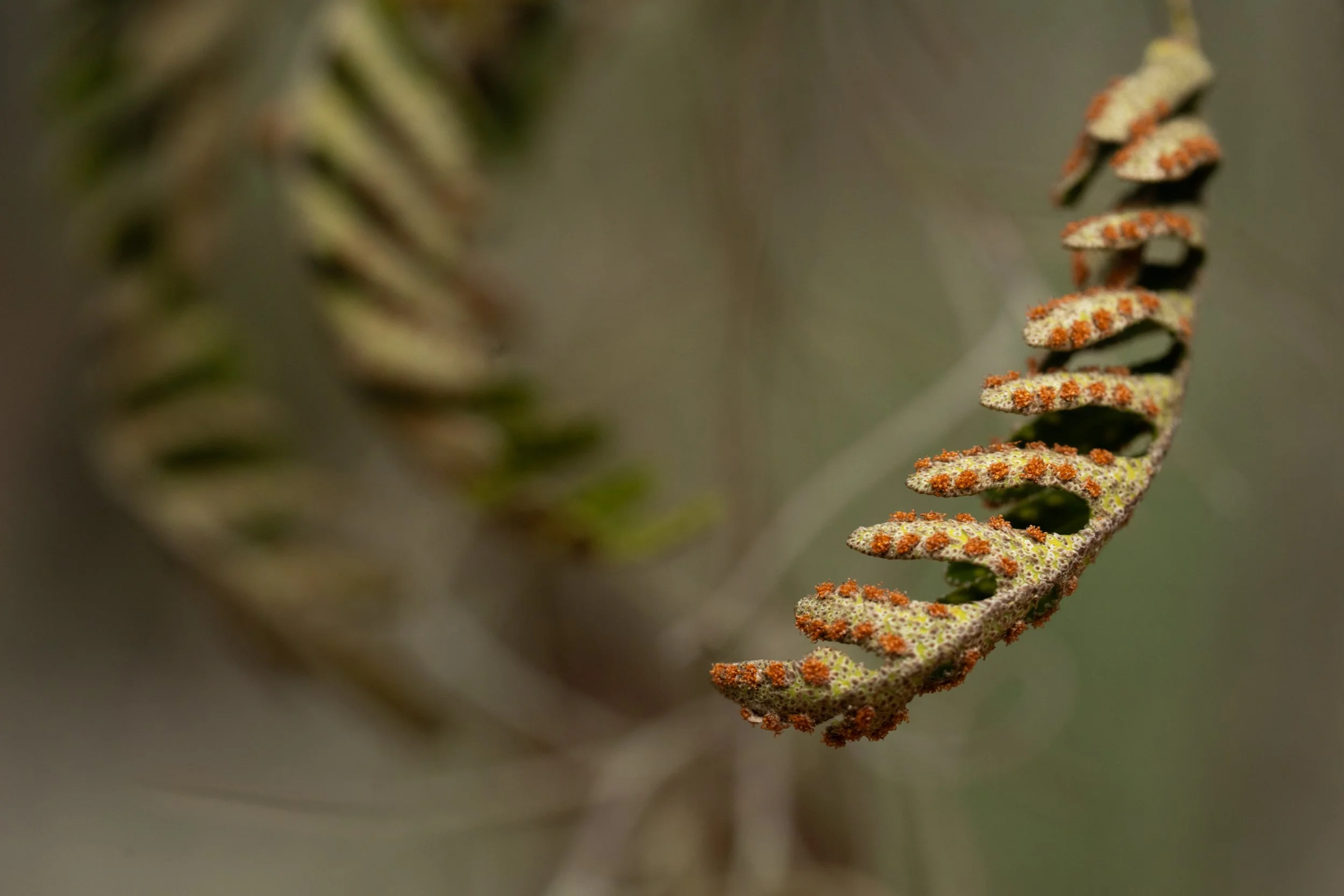 Spores_resurrection_fern_frond-1459-print-LR.jpg