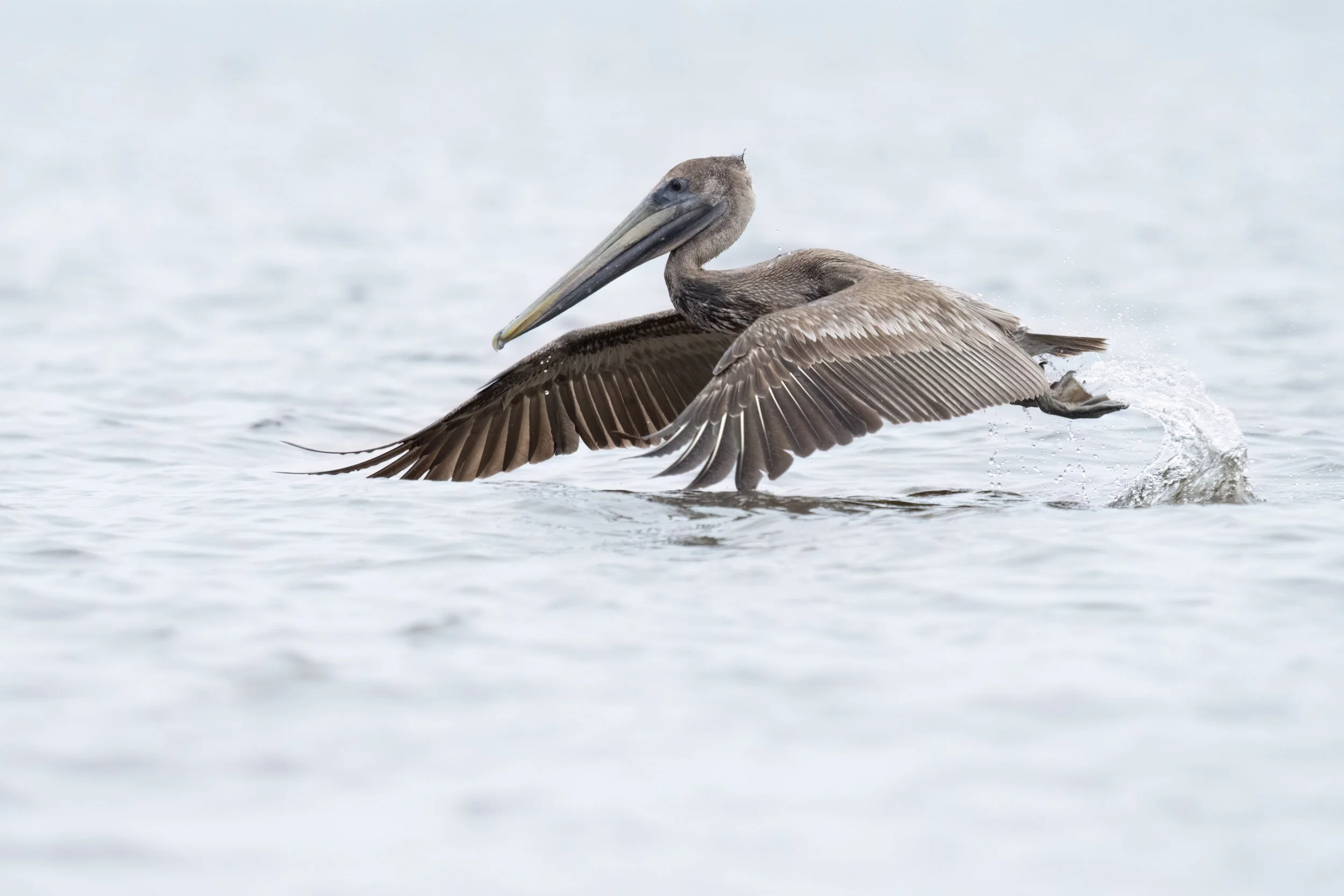Juvenile_Brown_Pelican_Lake_Pontchartrain-834-print-LR.jpg