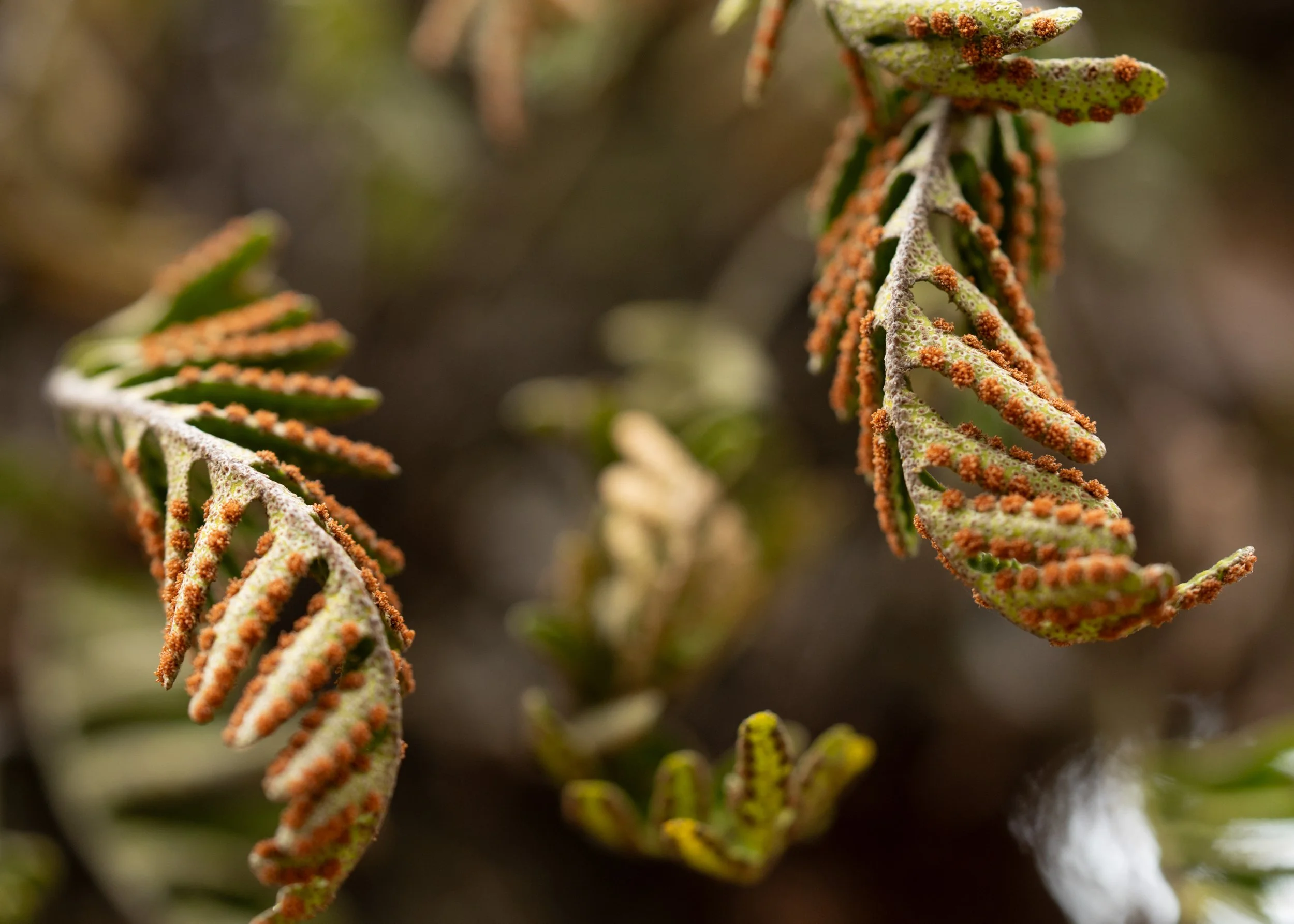 Spores_resurrection_fern_frond-1333-print-LR.jpg