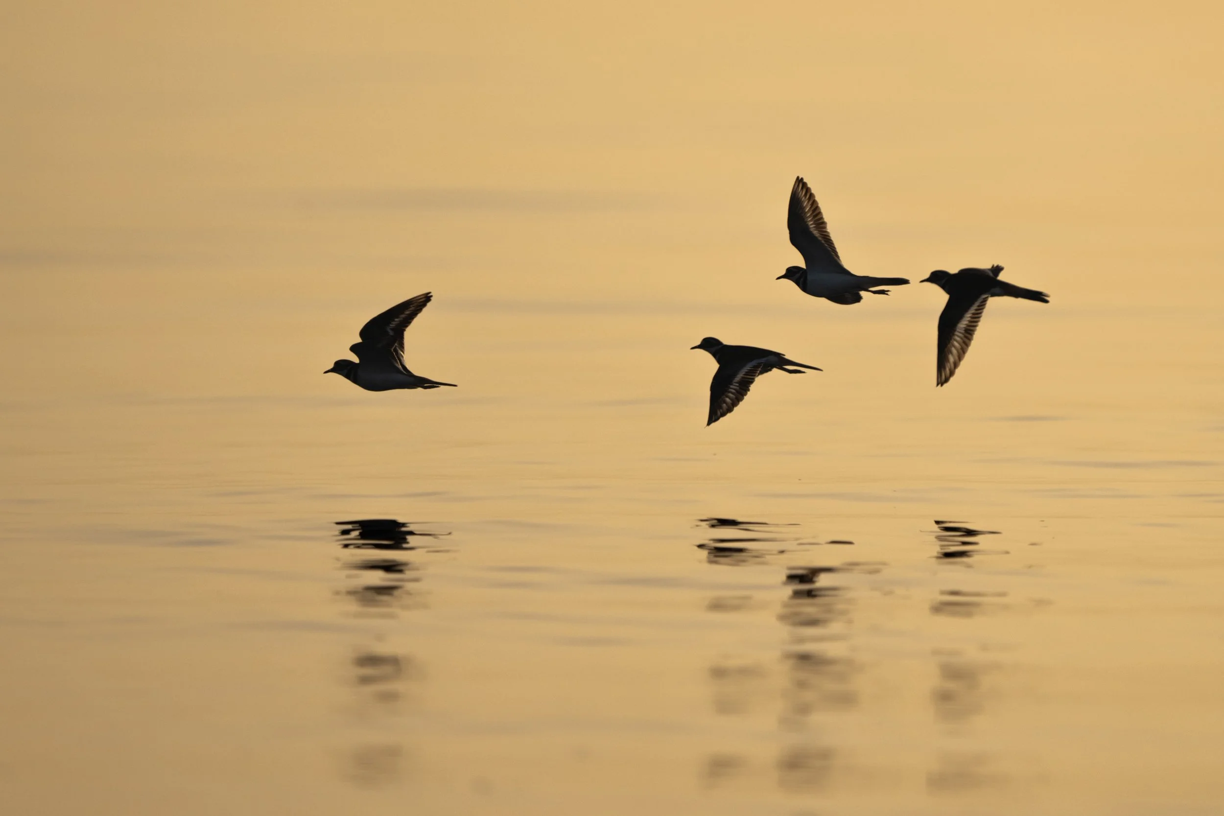 Killdeer_Lake_Pontchartrain-894-print-LR.jpg