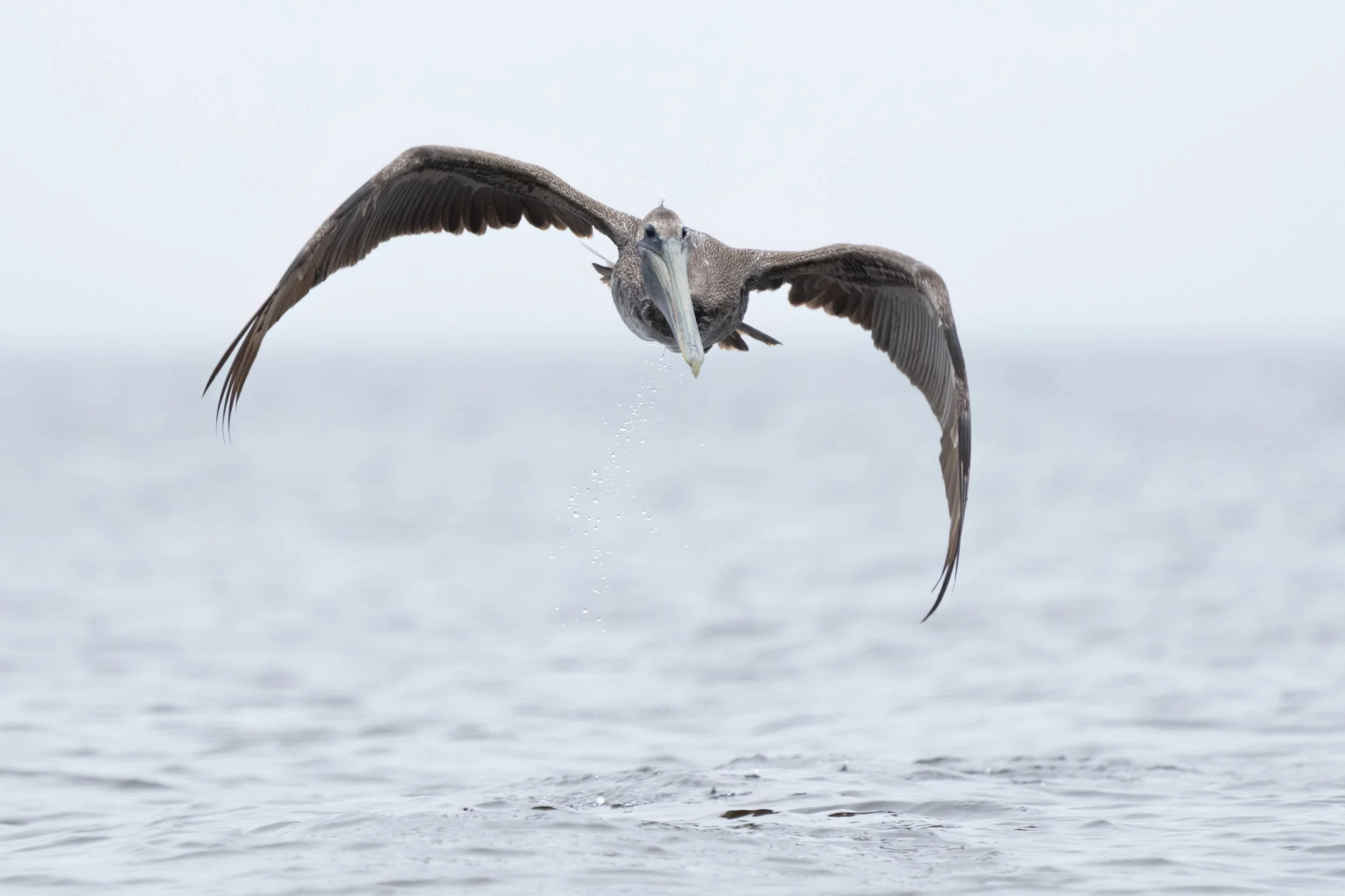 Juvenile_Brown_Pelican_Lake_Pontchartrain-667-print-LR.jpg