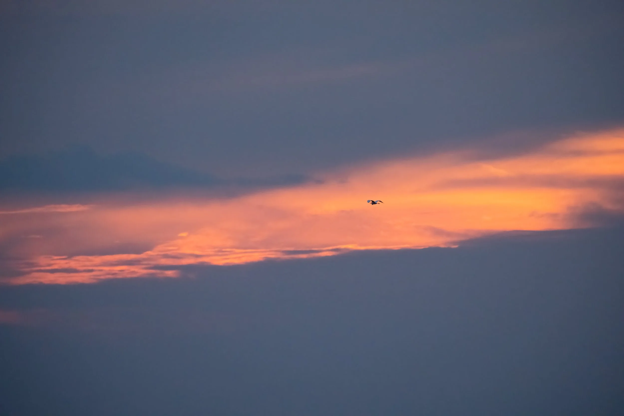 Great_egret_sunset_1623_print-LR.jpg