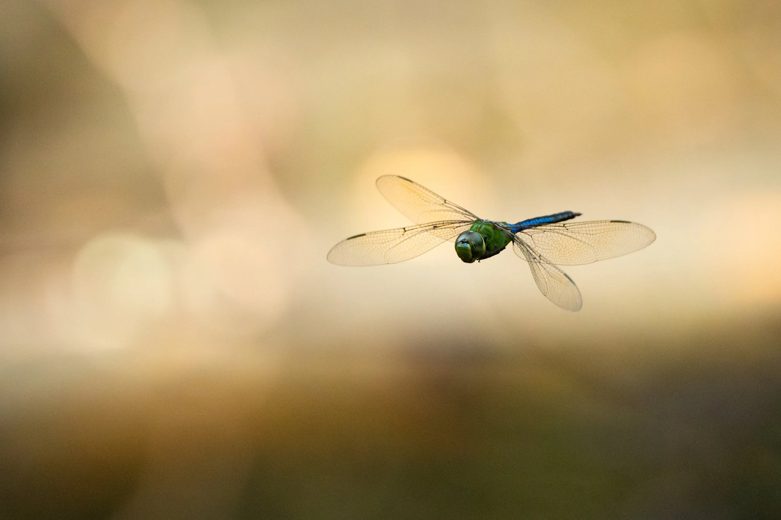 Green_darner_dragonfly_Acevedo-379-print-LR.jpg
