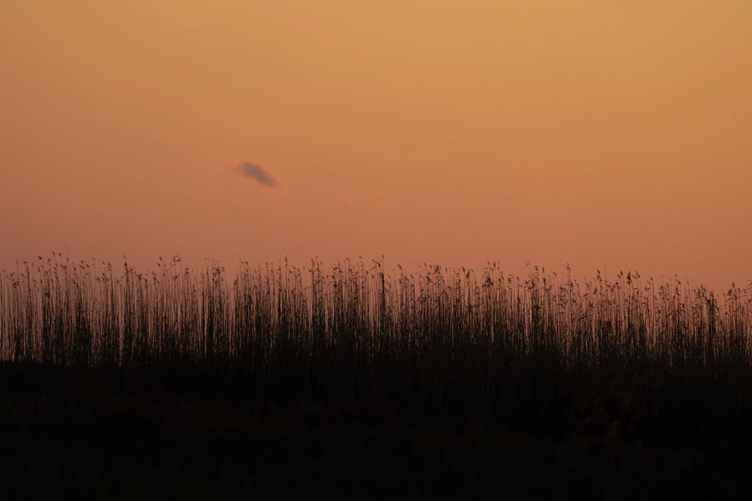 Marsh_grasses_Big_Branch_dusk_0791-print-LR.jpg