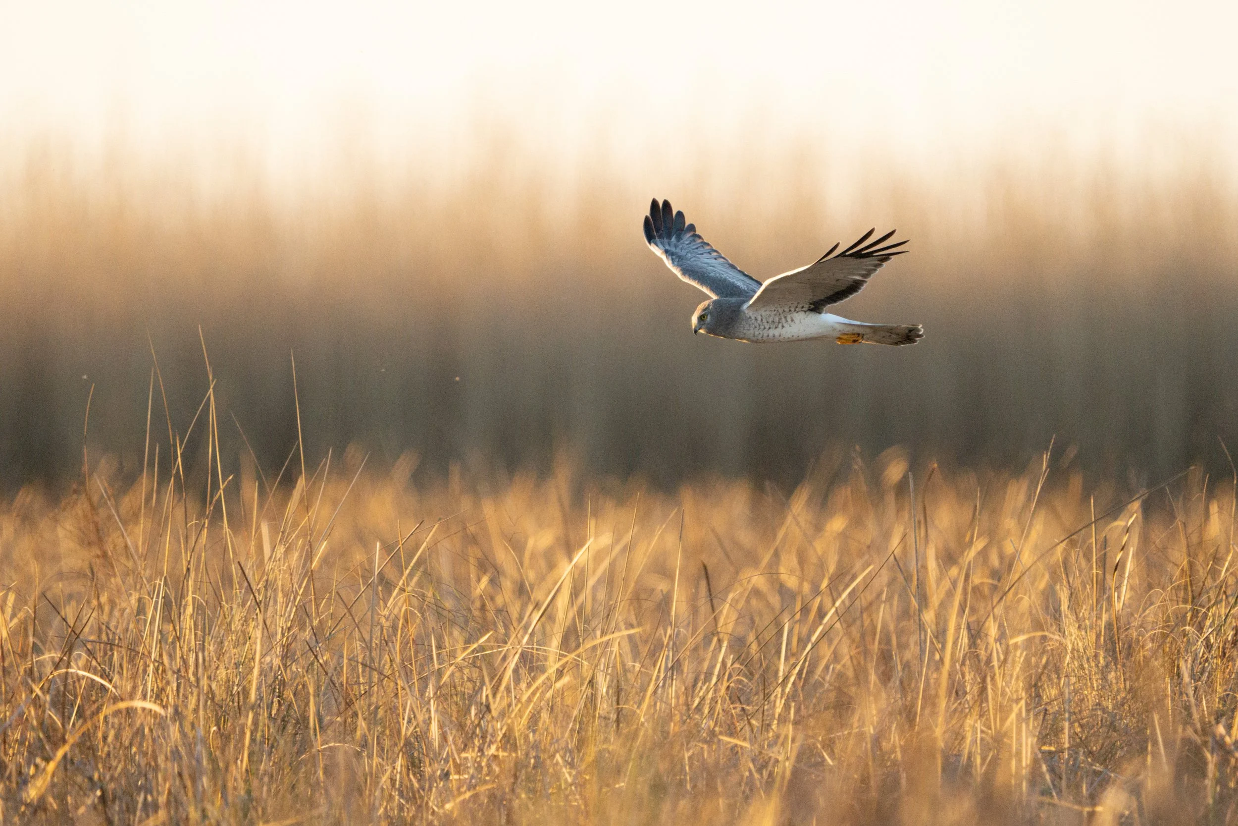 Northern_Harrier_Big_Branch_Acevedo-566-Print-LR.jpg