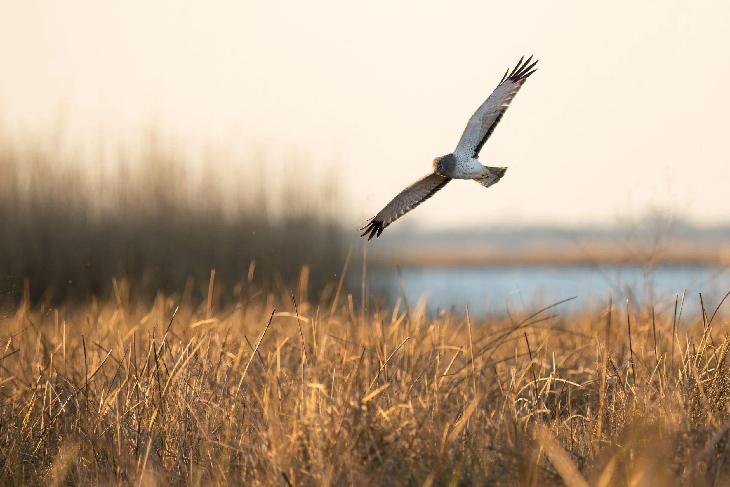 Marsh_Hunter_555-Print-Print-LR.jpg