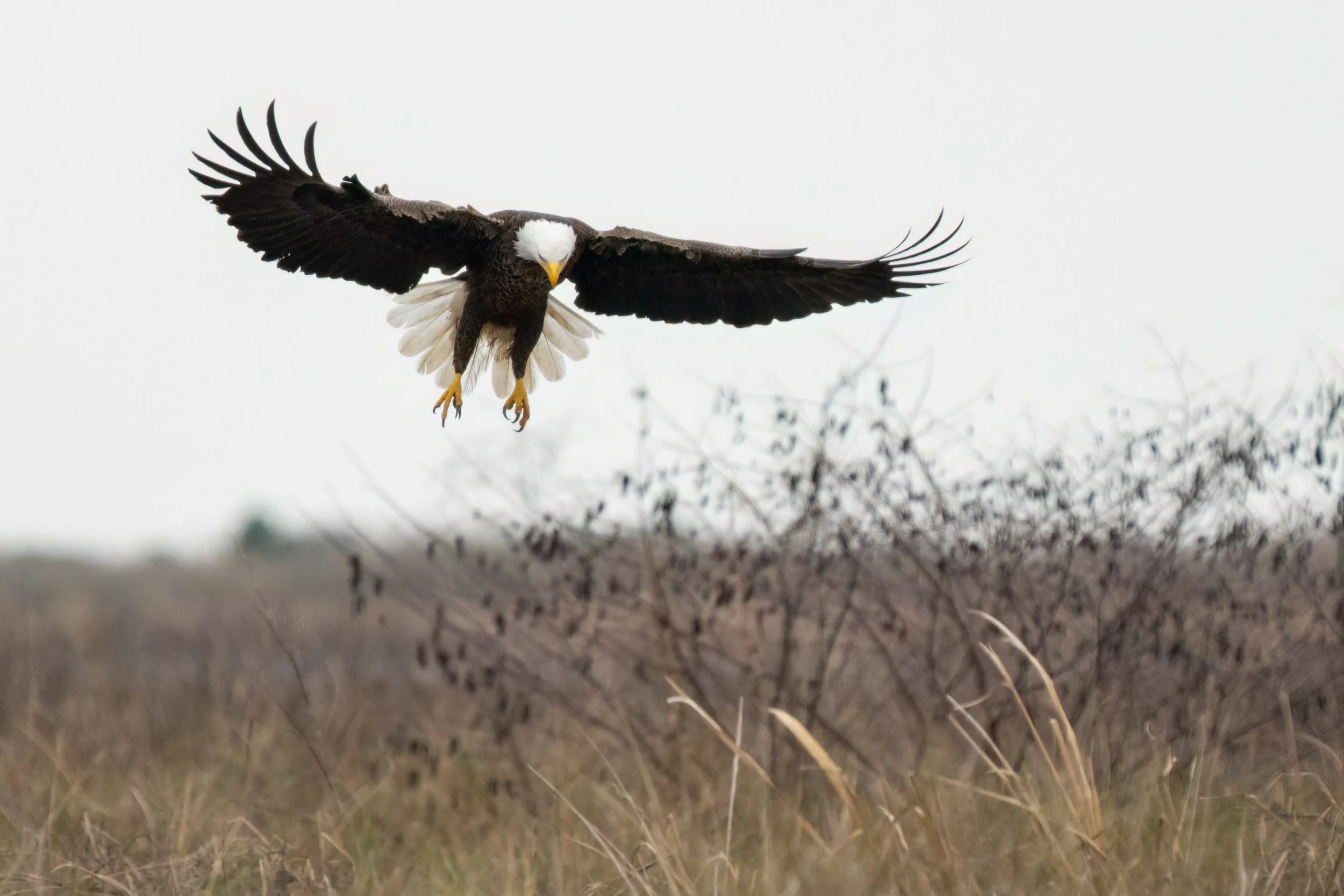 Bald_Eagle_landing_Big_Branch_Acevedo-448-Print-LR.jpg