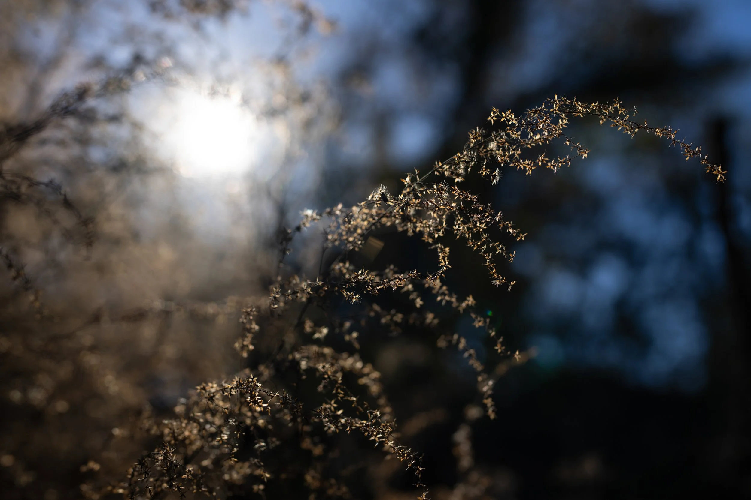 Fontainebleau_winter_1246-LR.jpg