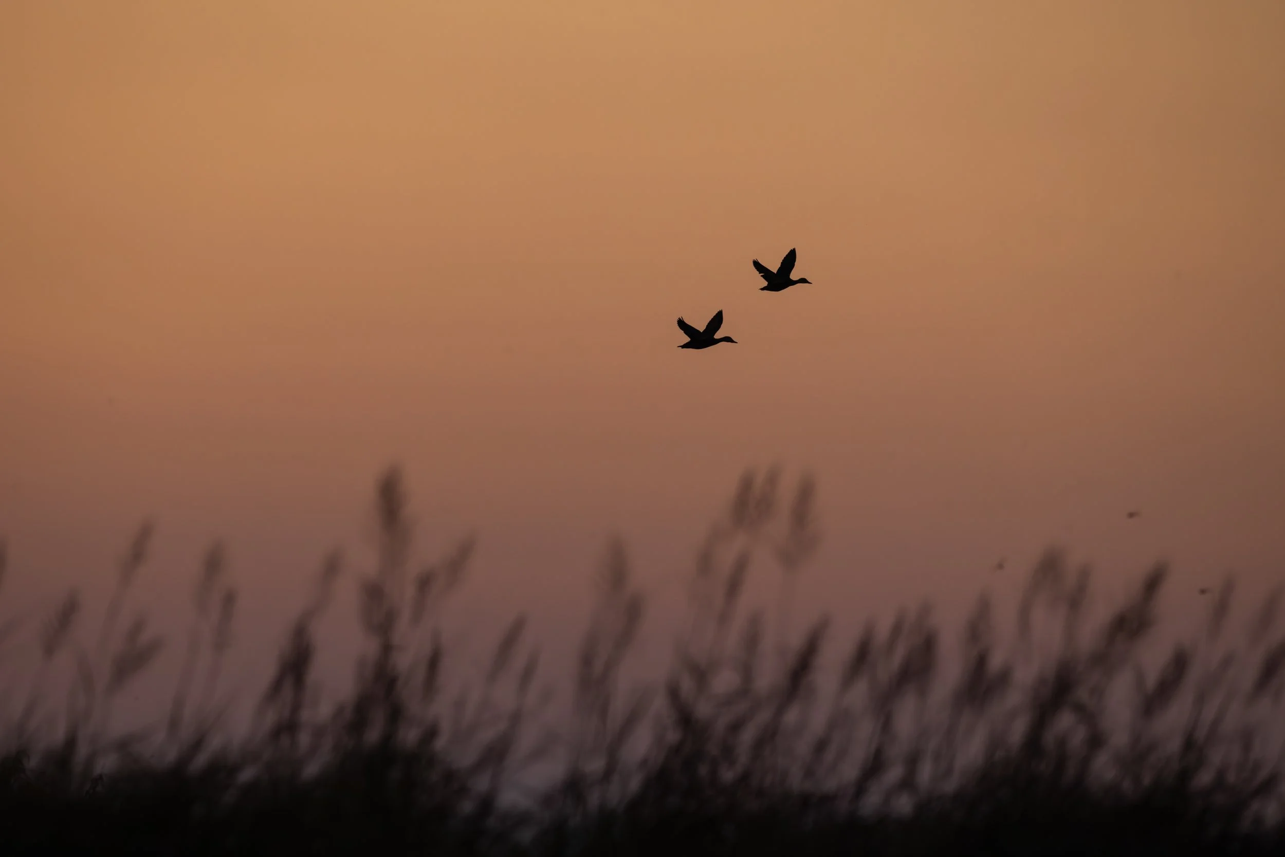 Ducks_over_Big_Branch_Acevedo_919-print-LR.jpg