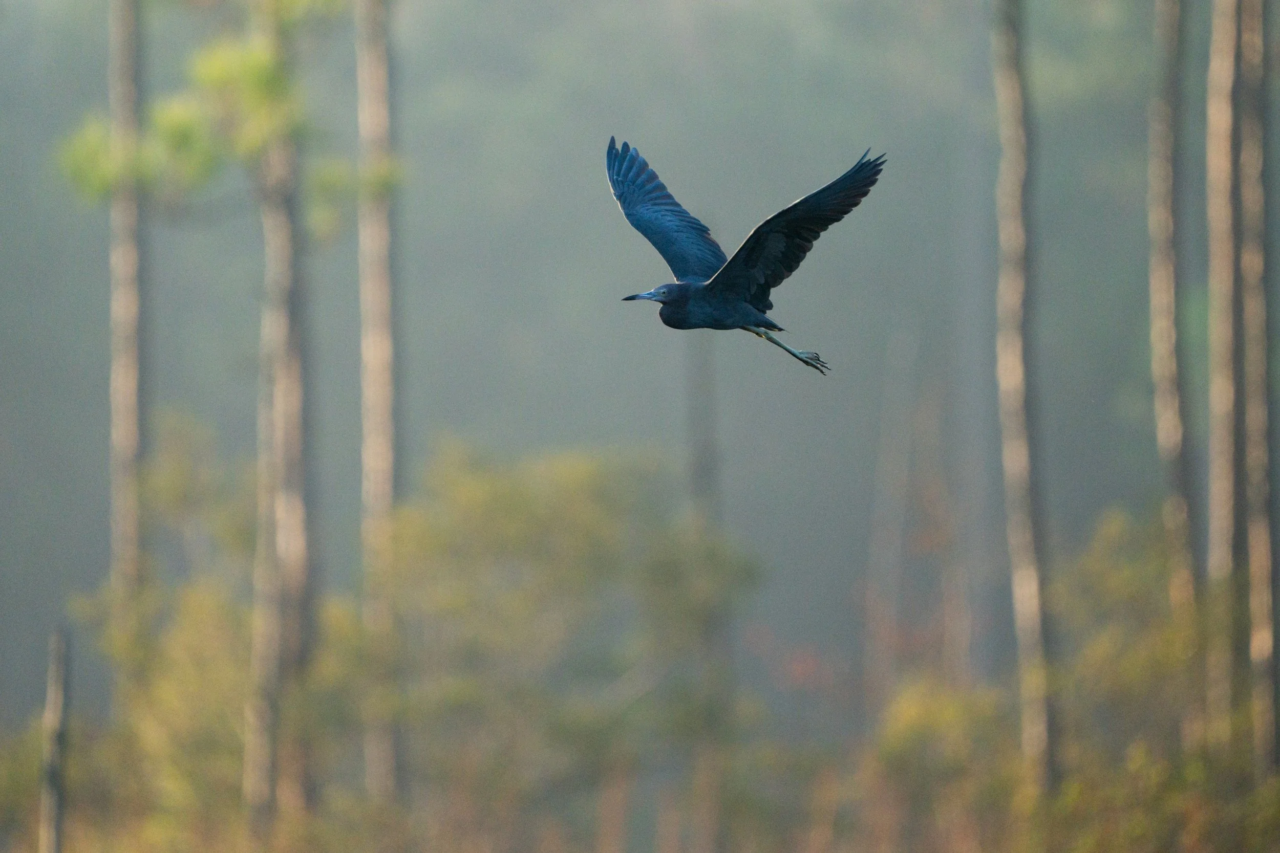 Little_Blue_Heron_in_Flight_Acevedo_0032v2-Print-LR.jpg