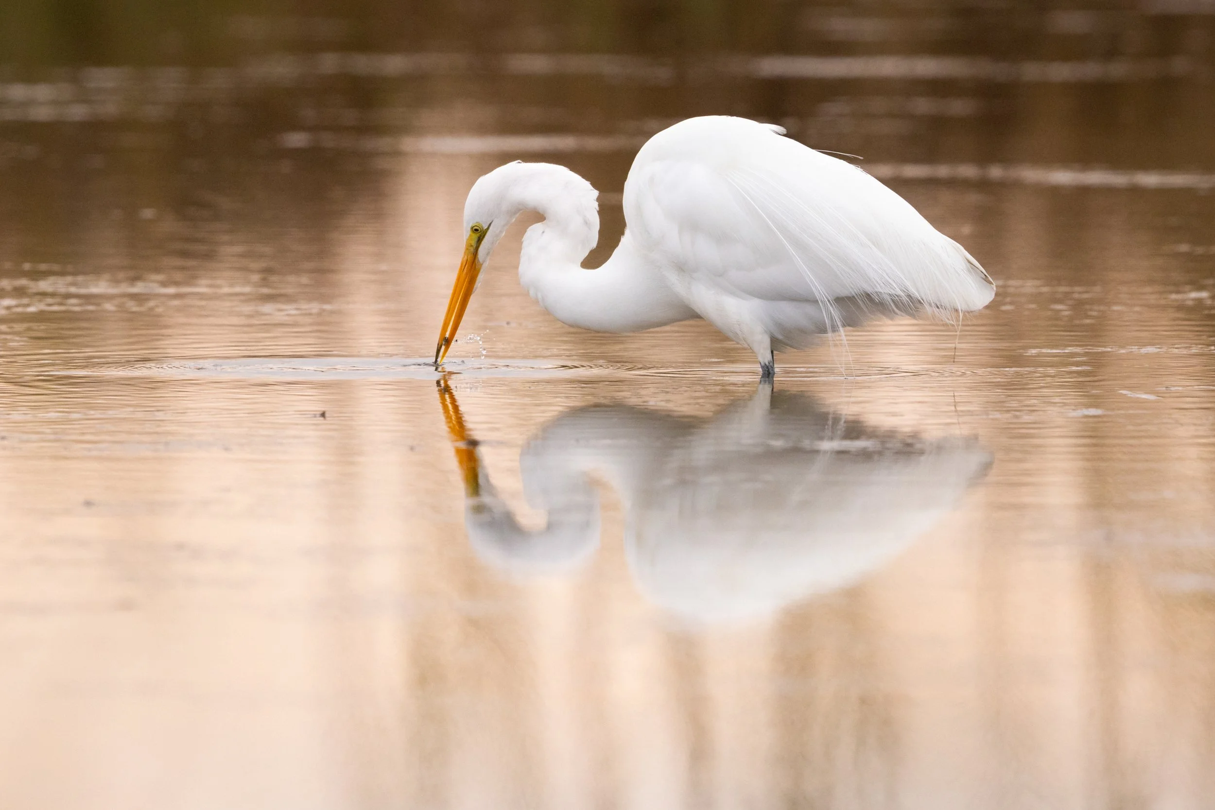 Great_egret_pink_sunset_Acevedo-1011-print-LR.jpg